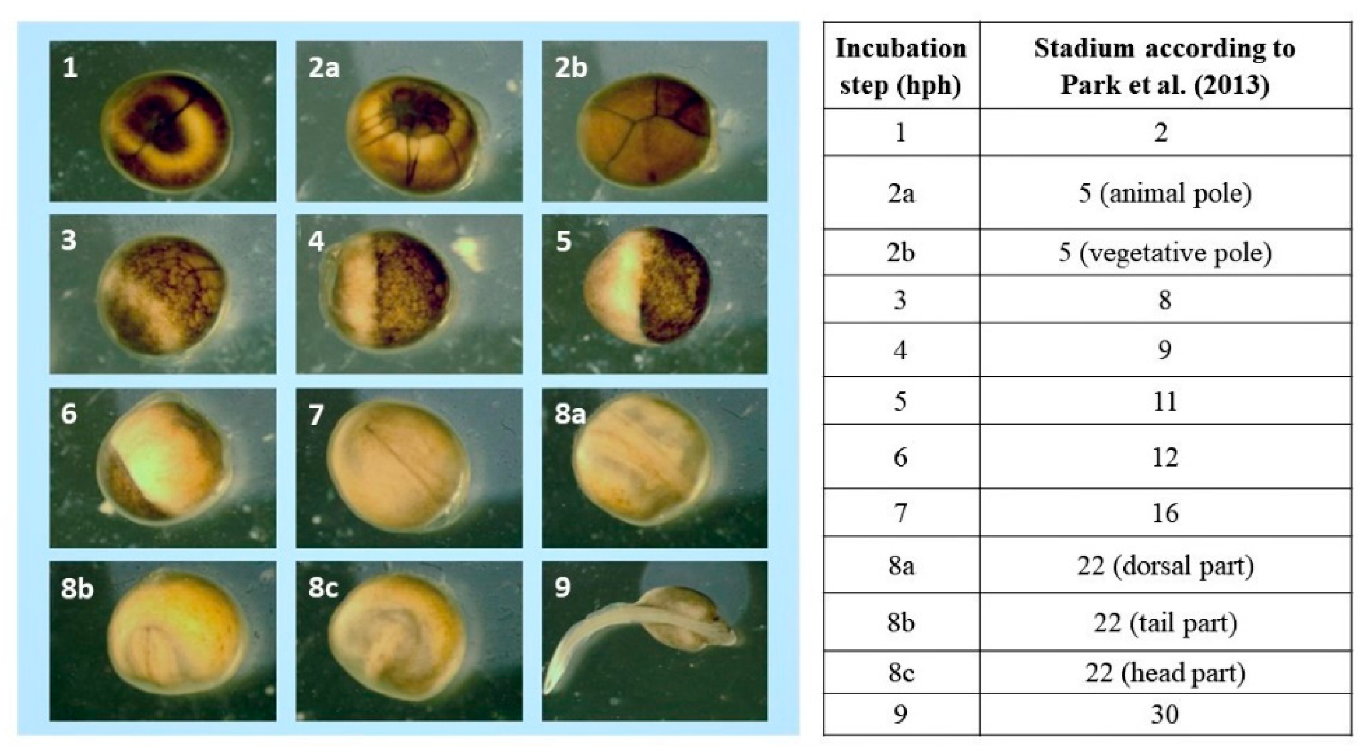 Animals 13 00042 g002