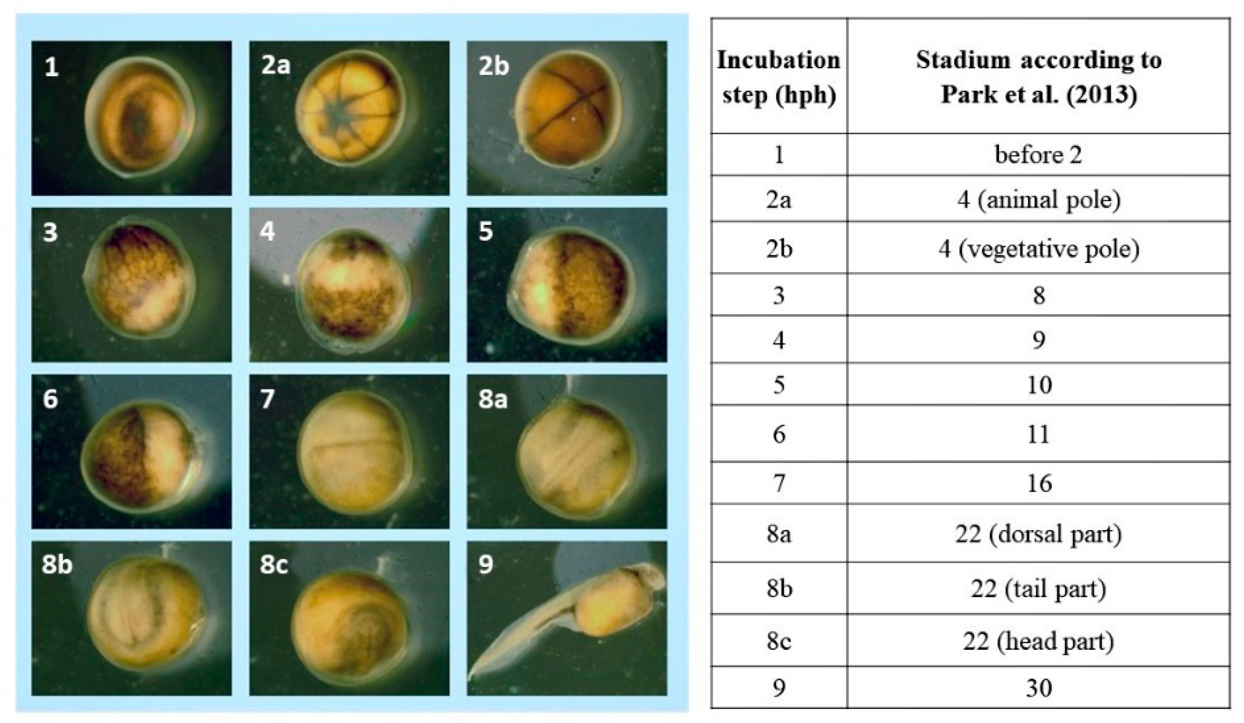 Animals 13 00042 g003