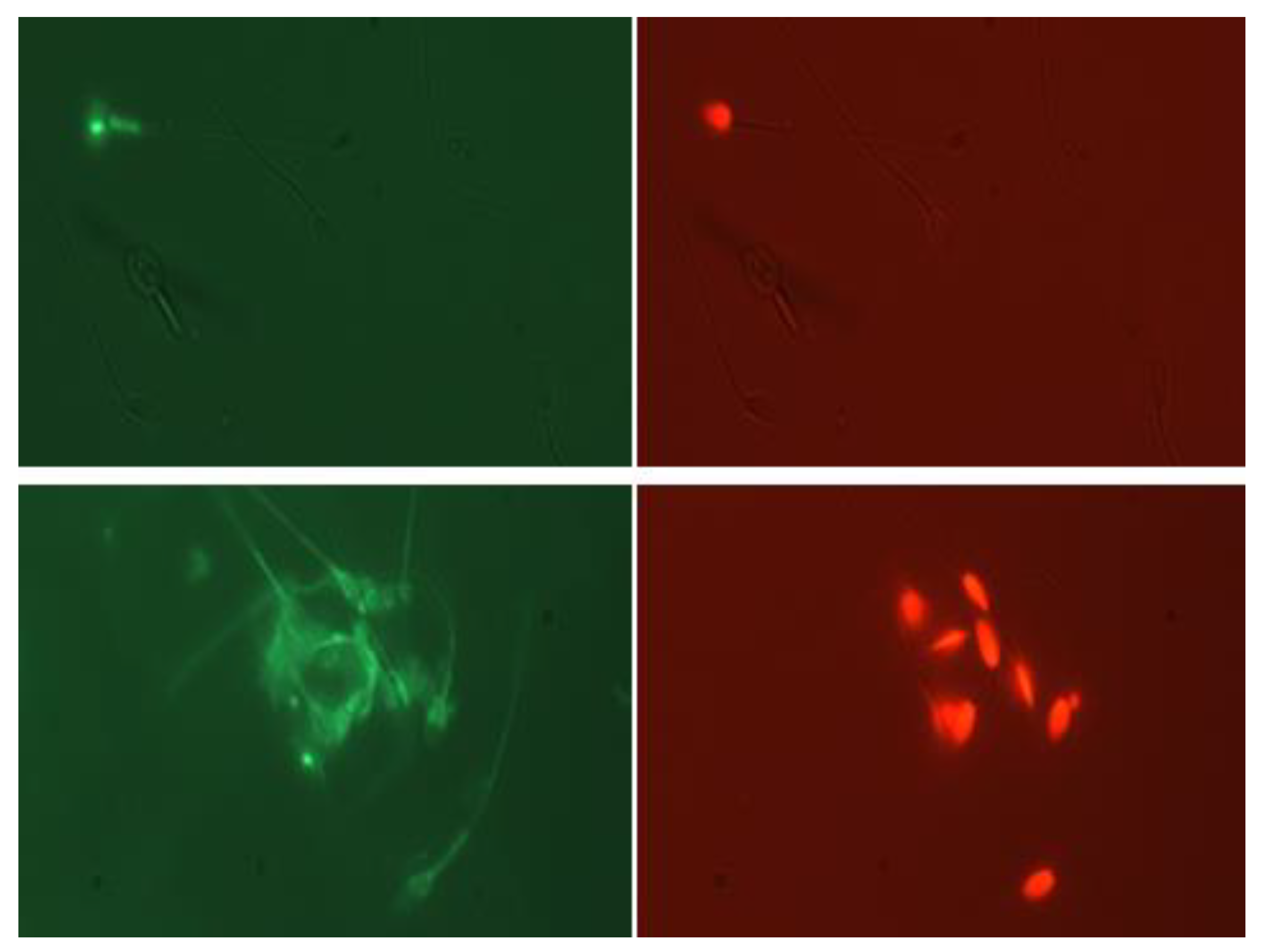 Animals 13 00052 g006 Animals 13 00052 g006