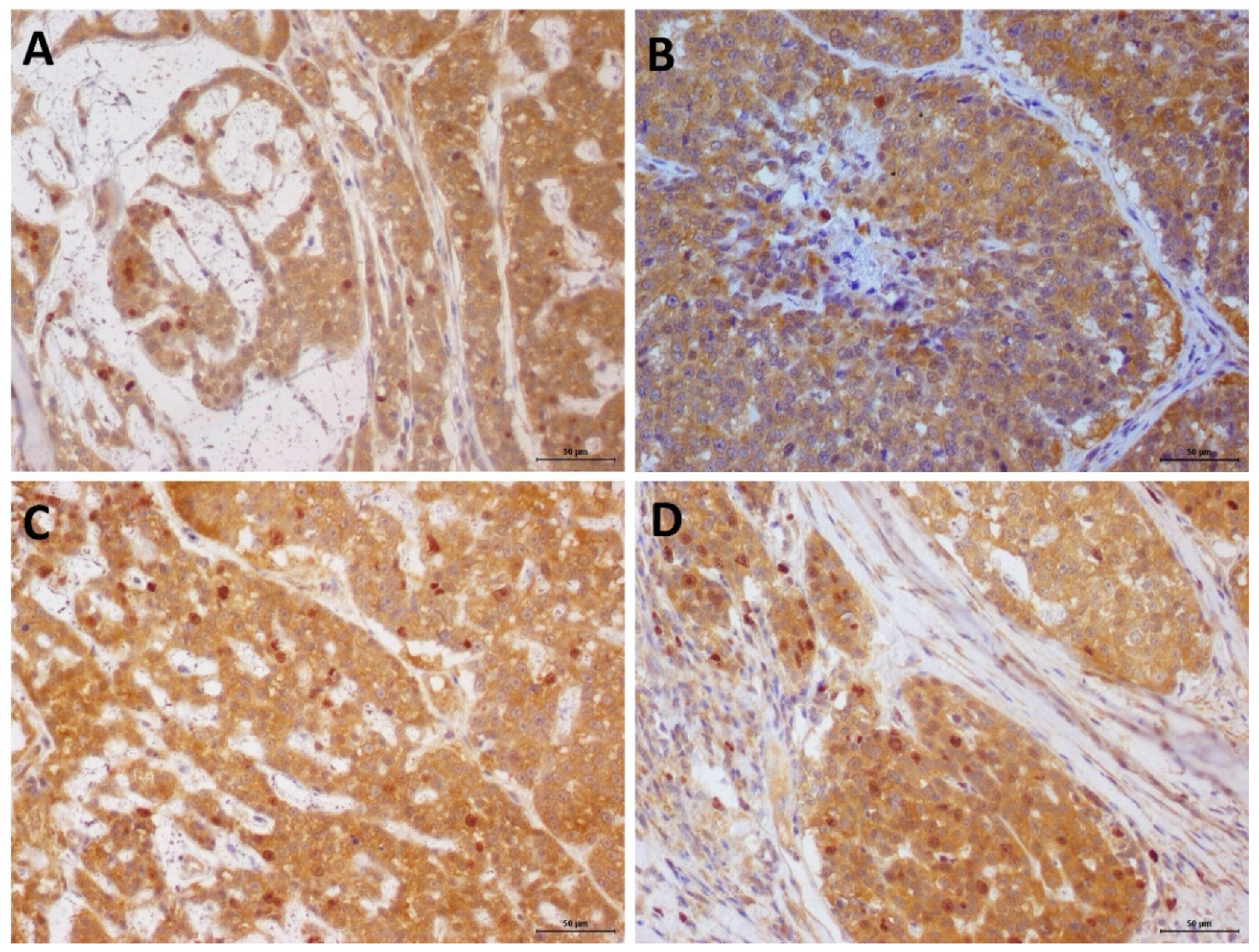 Animals 13 00060 g003