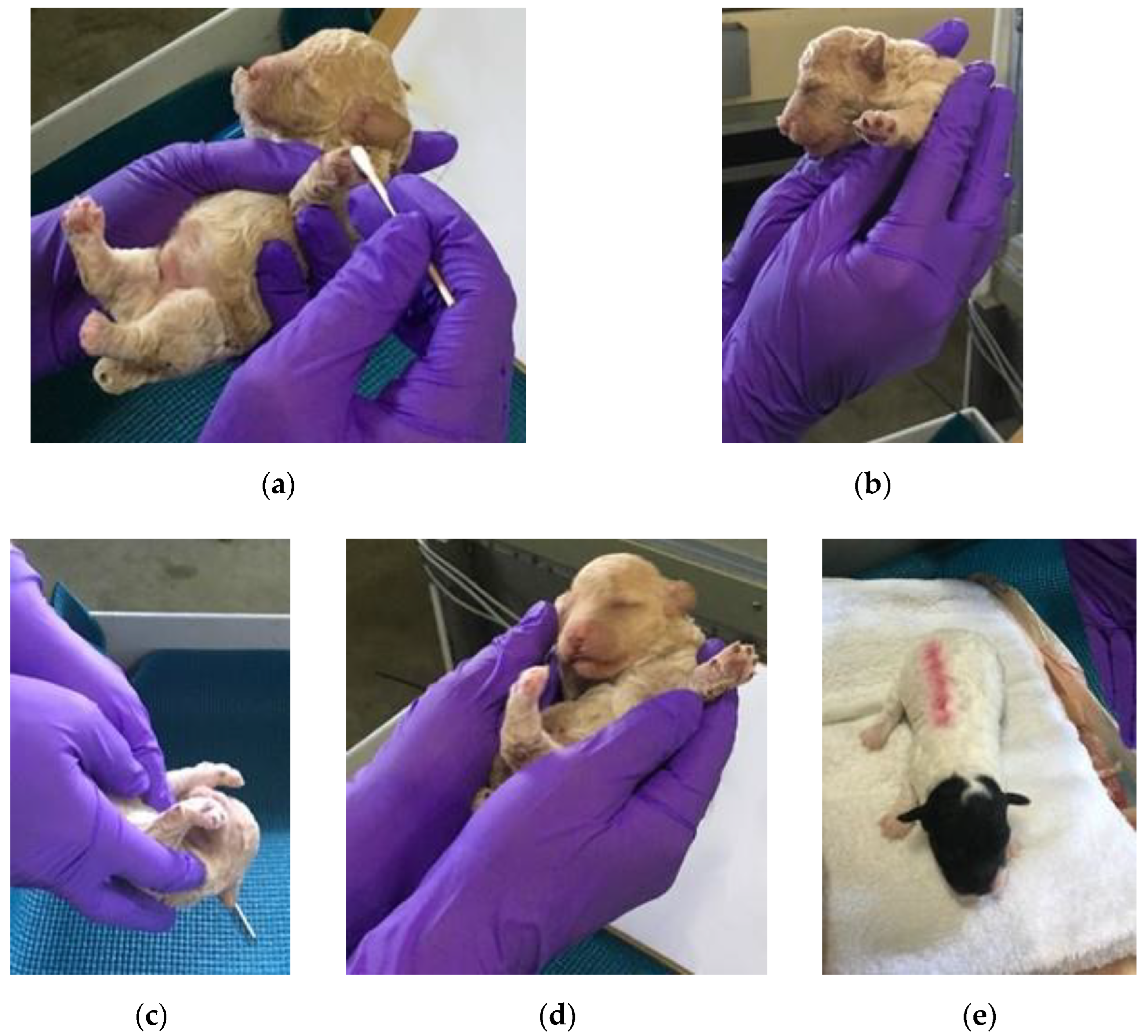 Animals 13 00071 g001