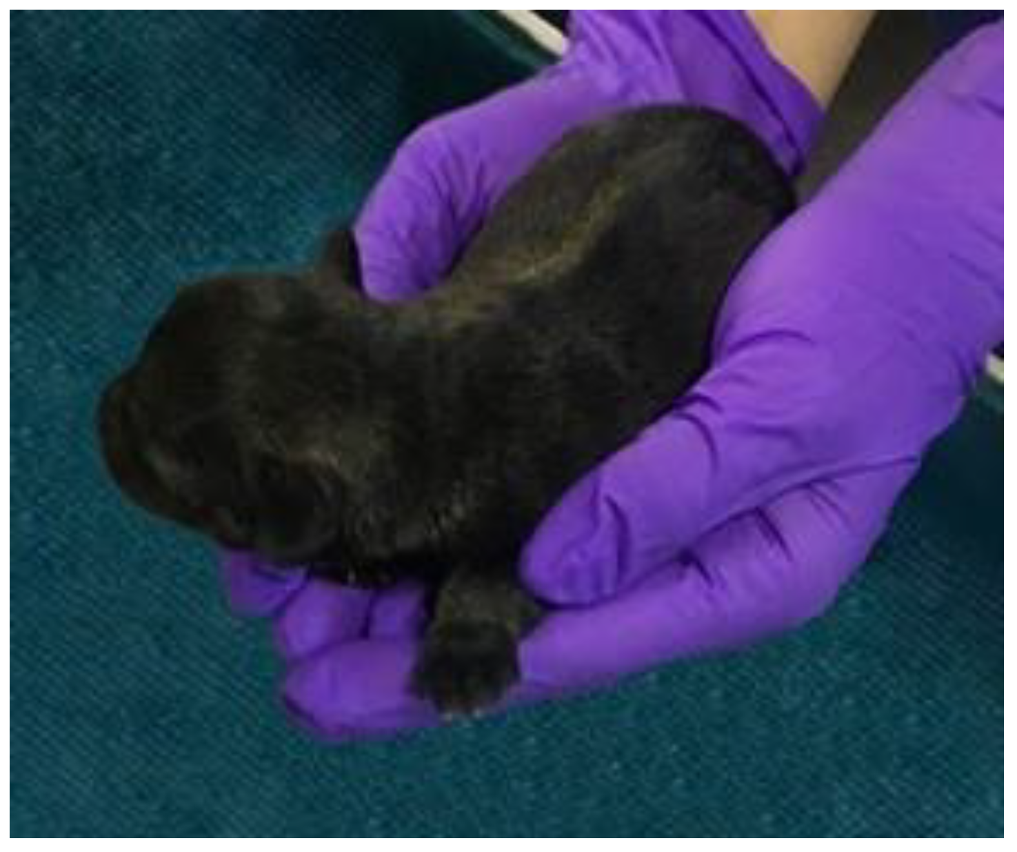 Animals 13 00071 g002