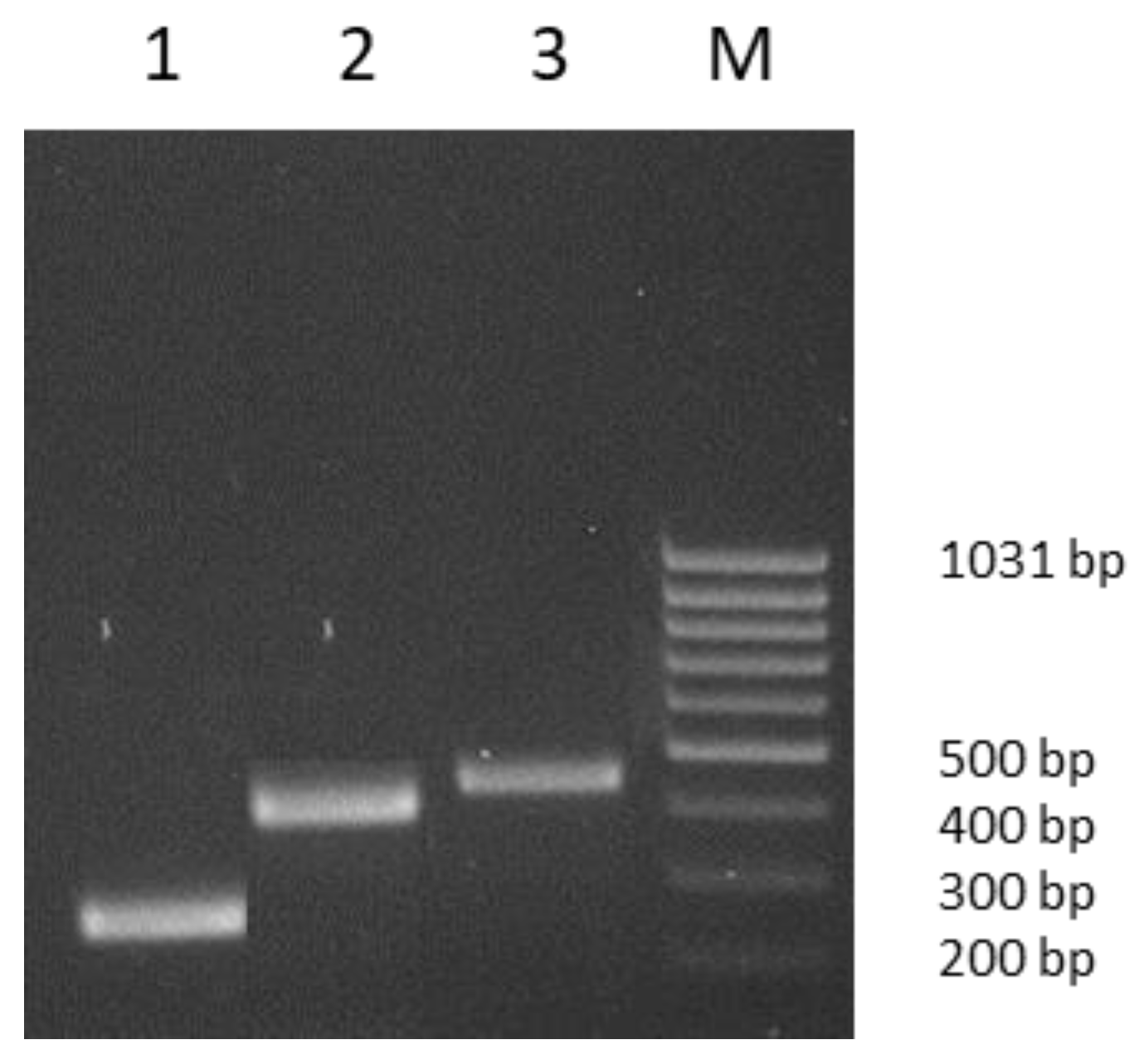 Animals 13 00076 g001 Animals 13 00076 g001