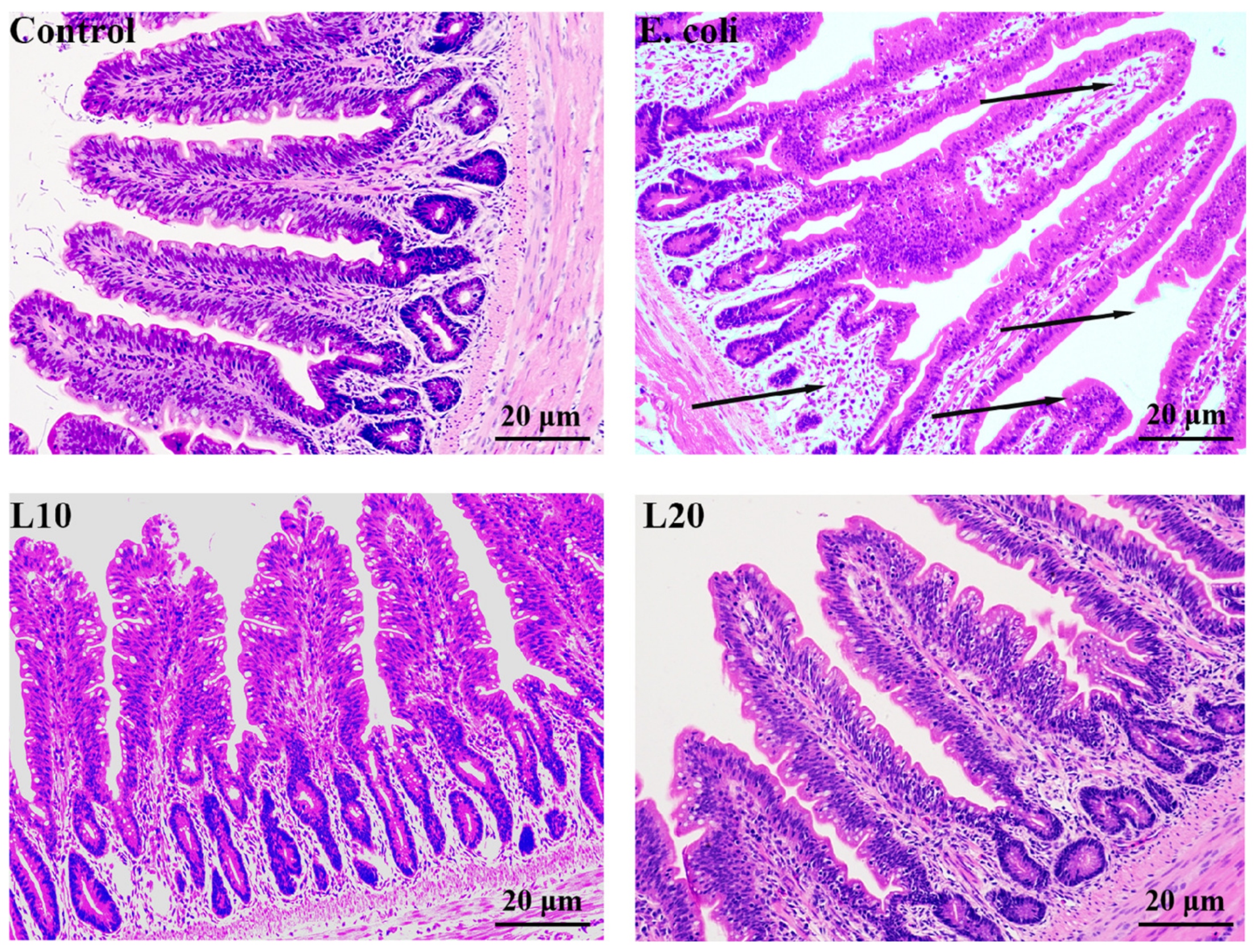 Animals 13 00083 g002
