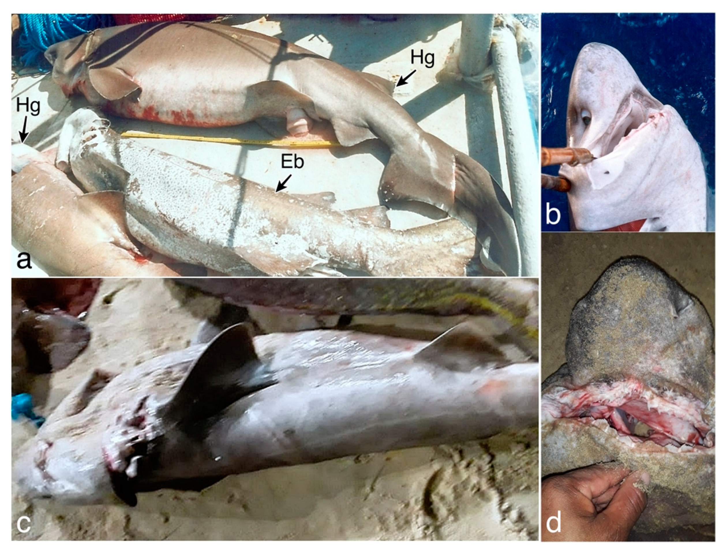 Animals 13 00091 g002