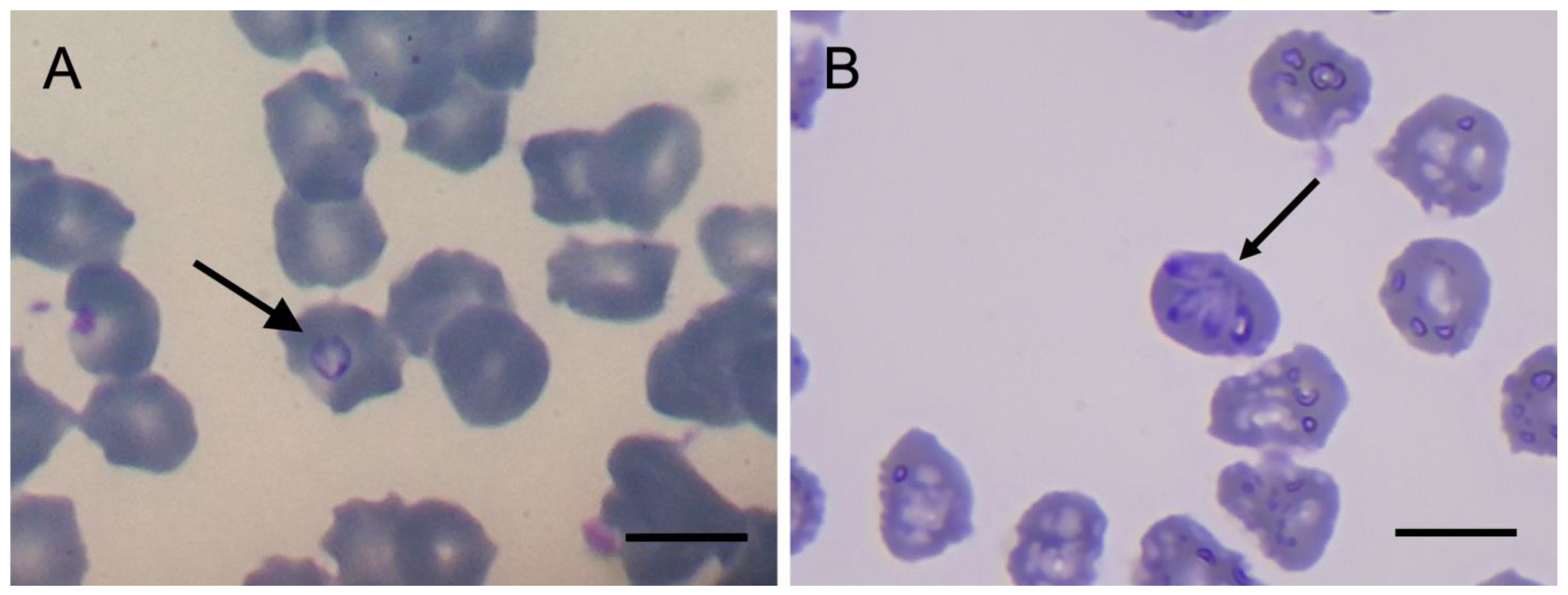 Animals 13 00094 g001