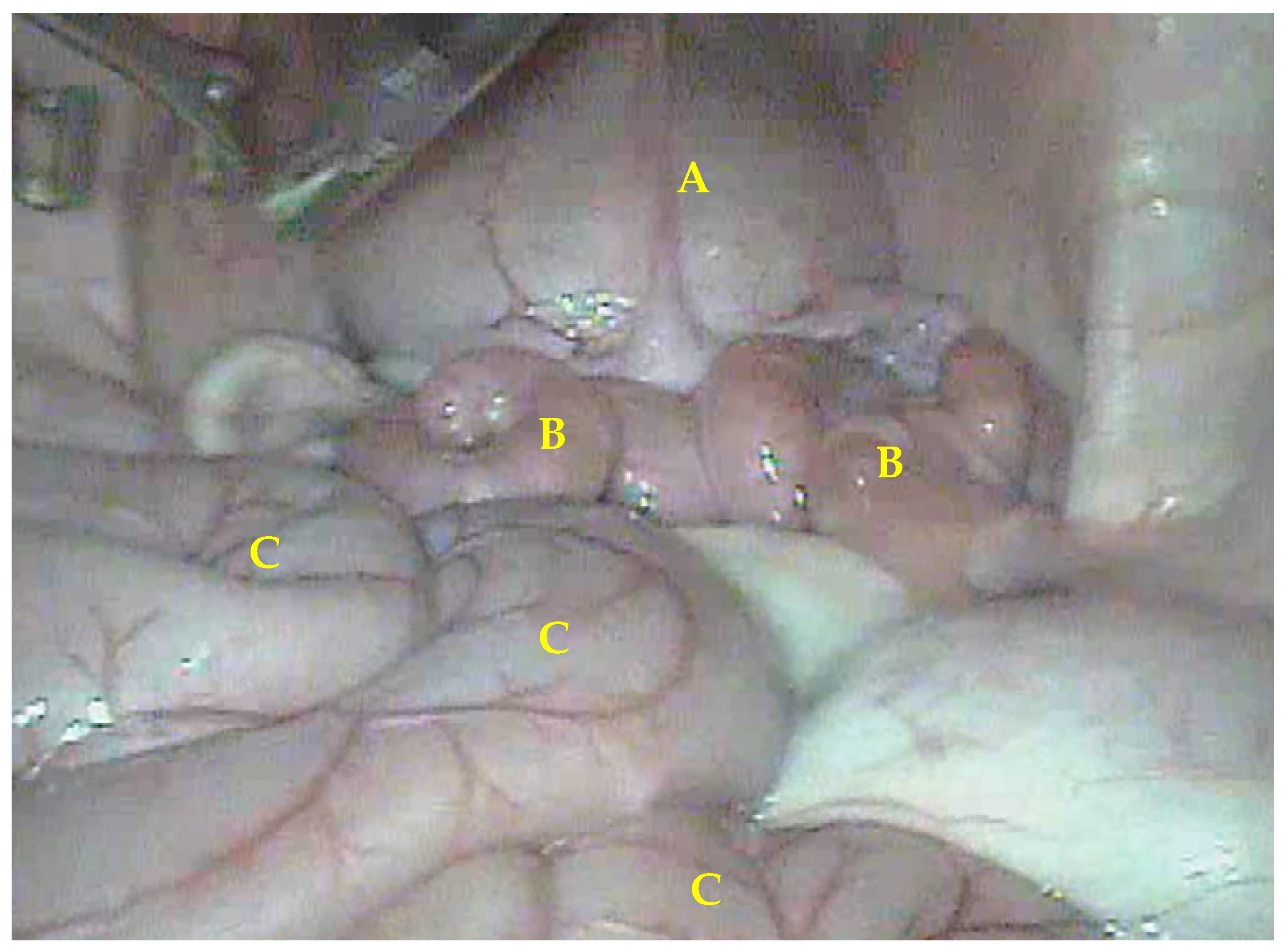 Animals 13 00102 g005