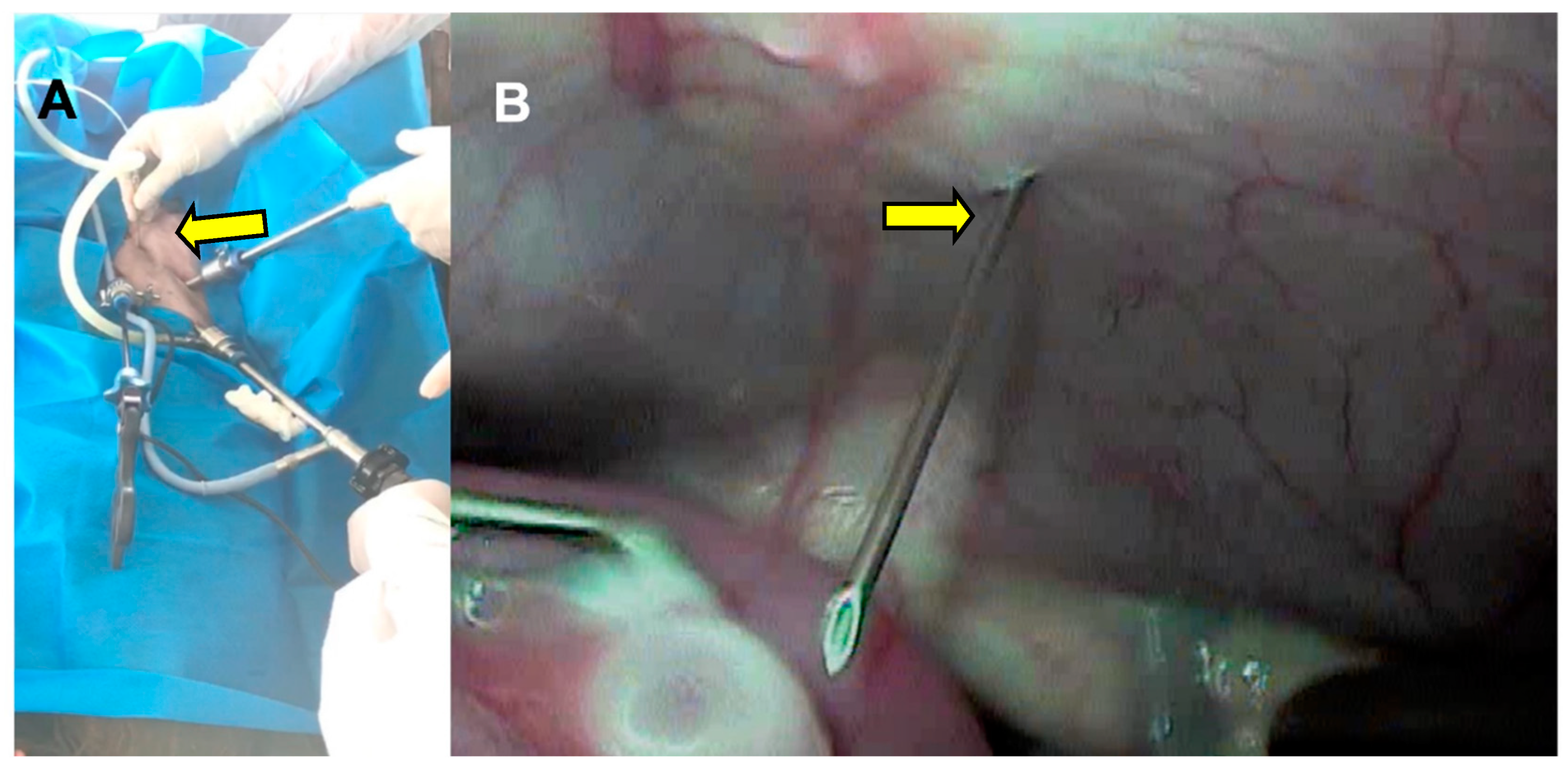 Animals 13 00102 g007