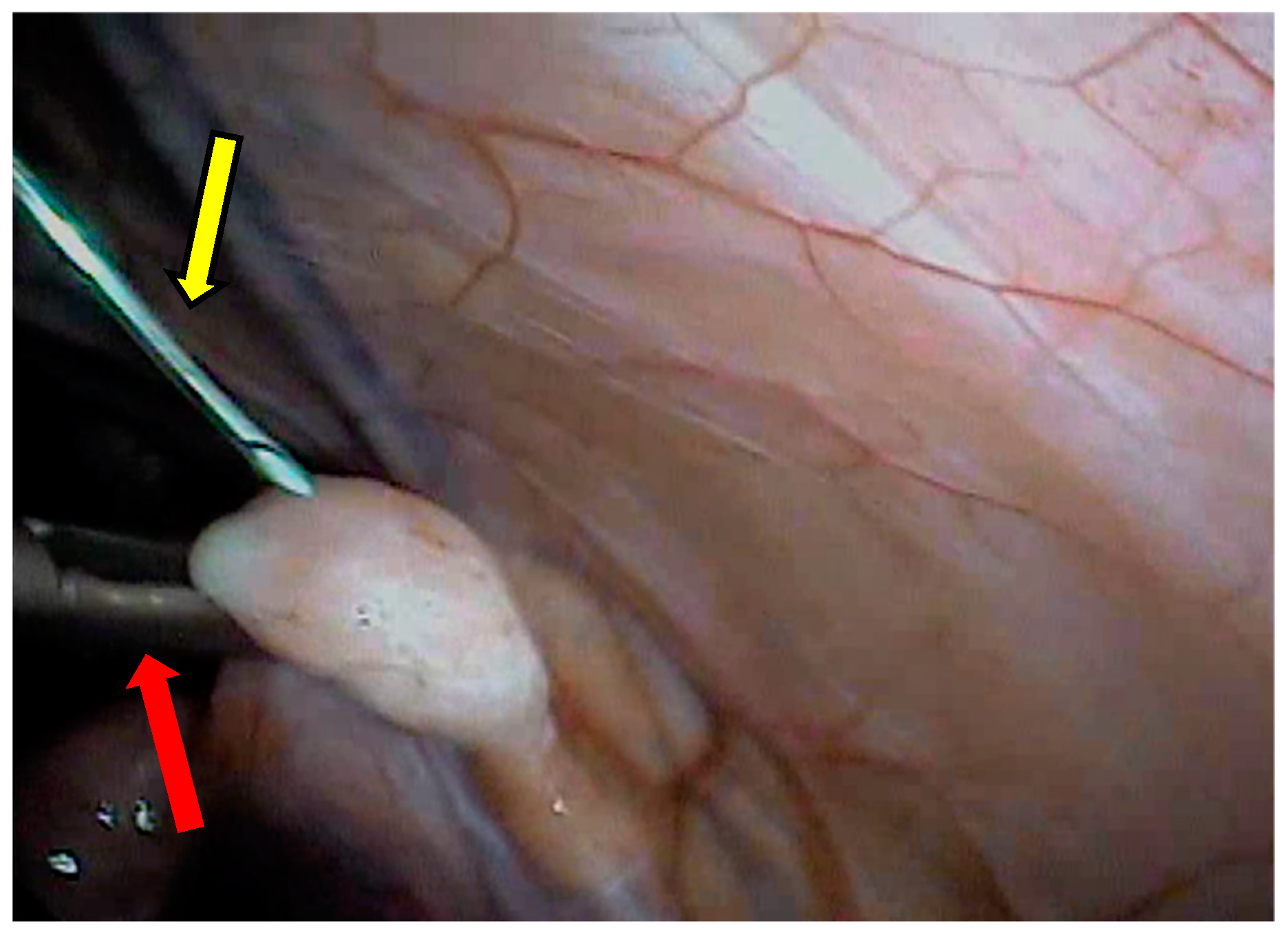 Animals 13 00102 g008