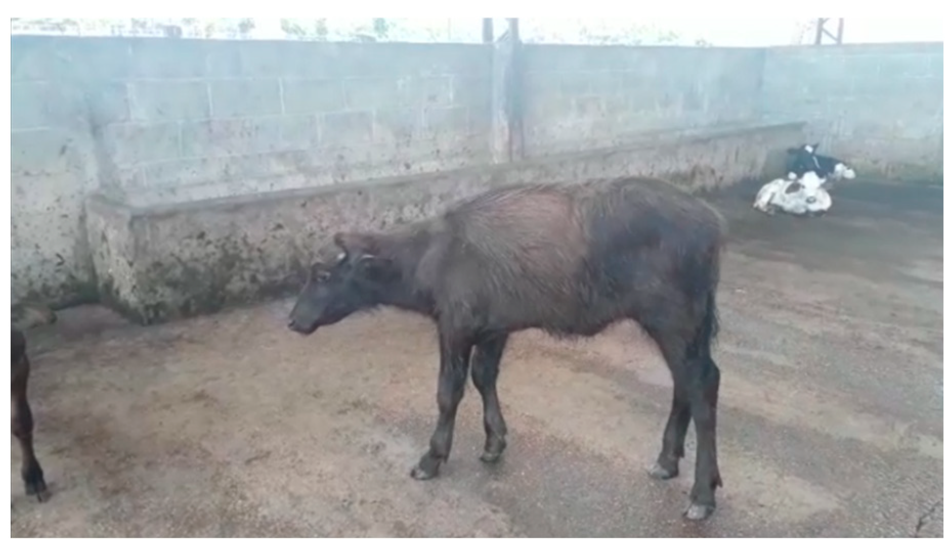 Animals 13 00102 g011