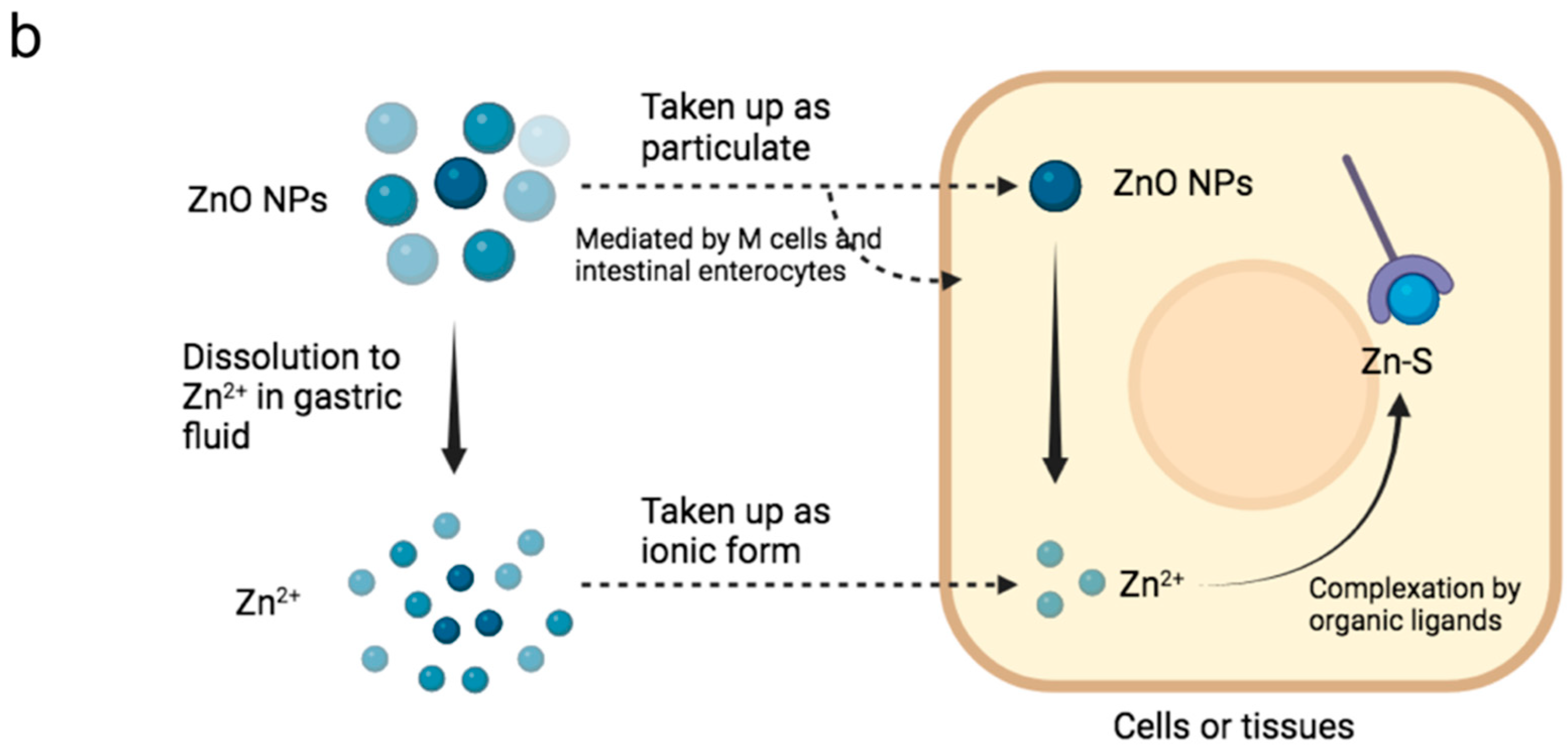 Animals 13 00115 g002b