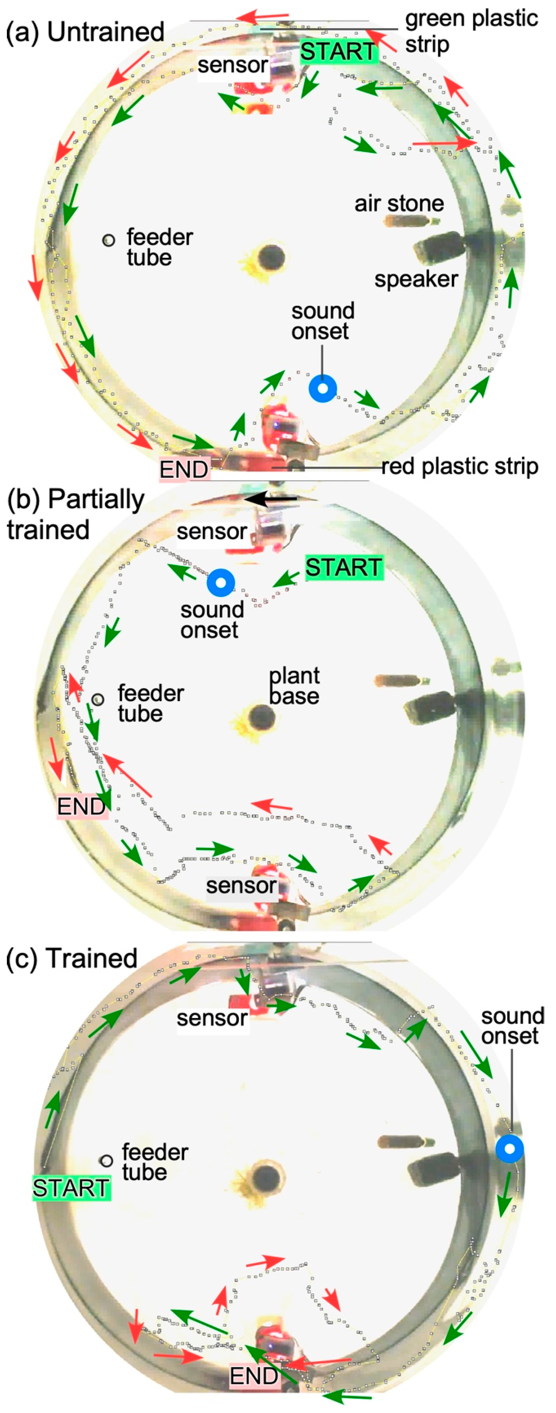 Animals 13 00116 g005 Animals 13 00116 g005