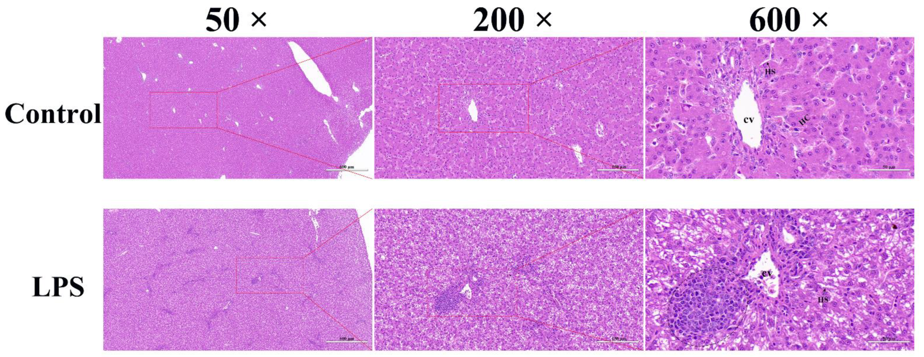 Animals 13 00127 g001