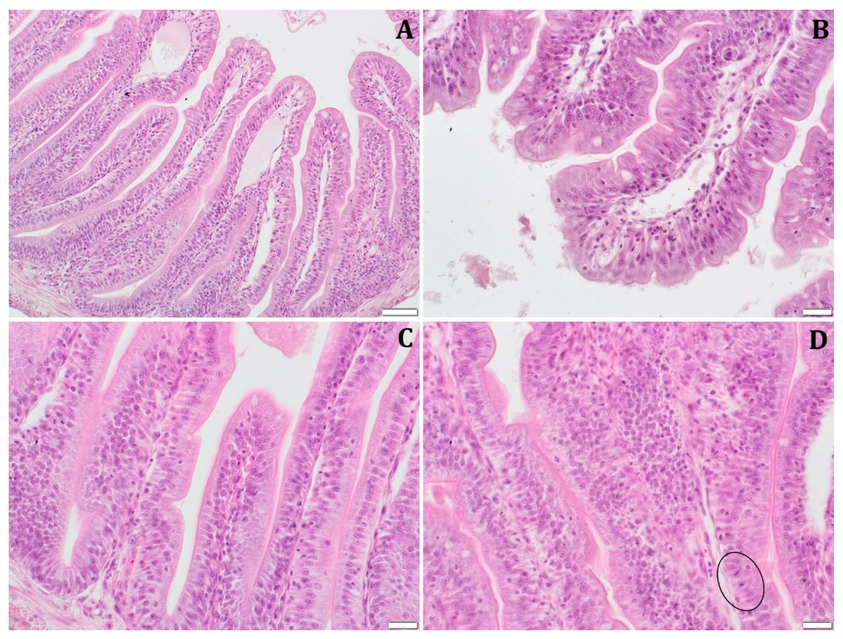 Animals 13 00132 g002 Animals 13 00132 g002