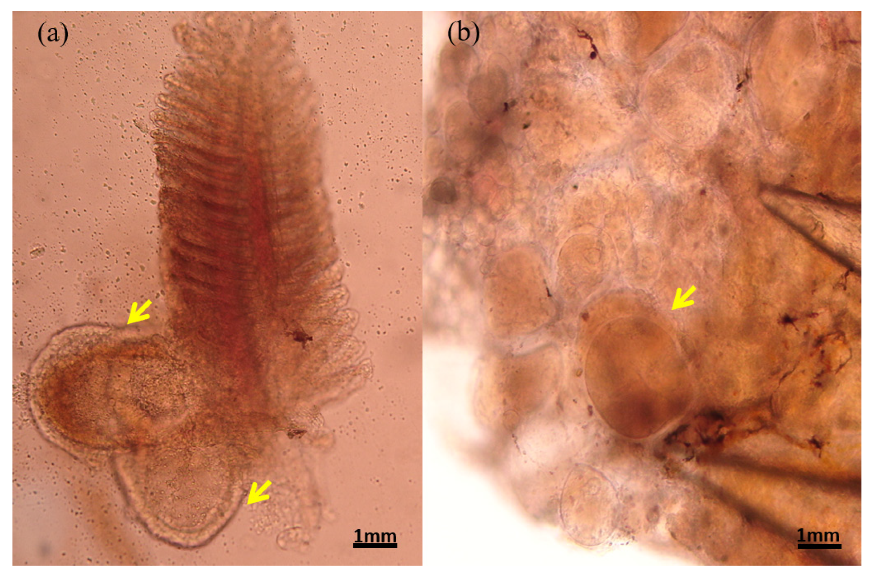 Animals 13 00153 g002