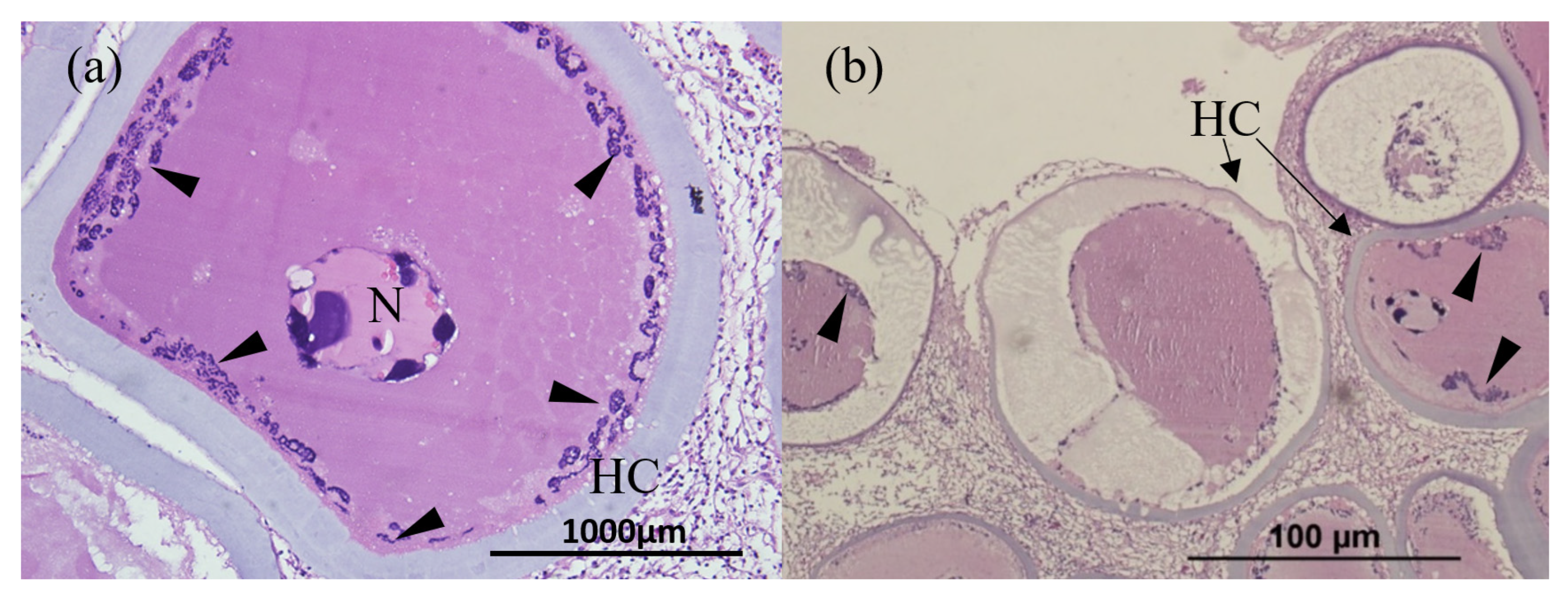 Animals 13 00153 g004