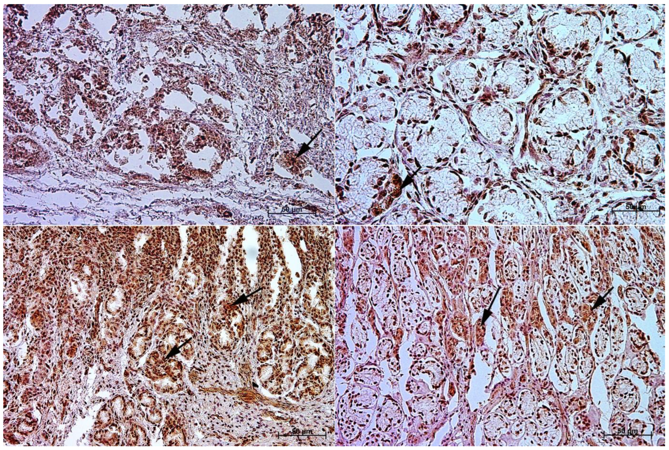 Animals 13 00161 g006