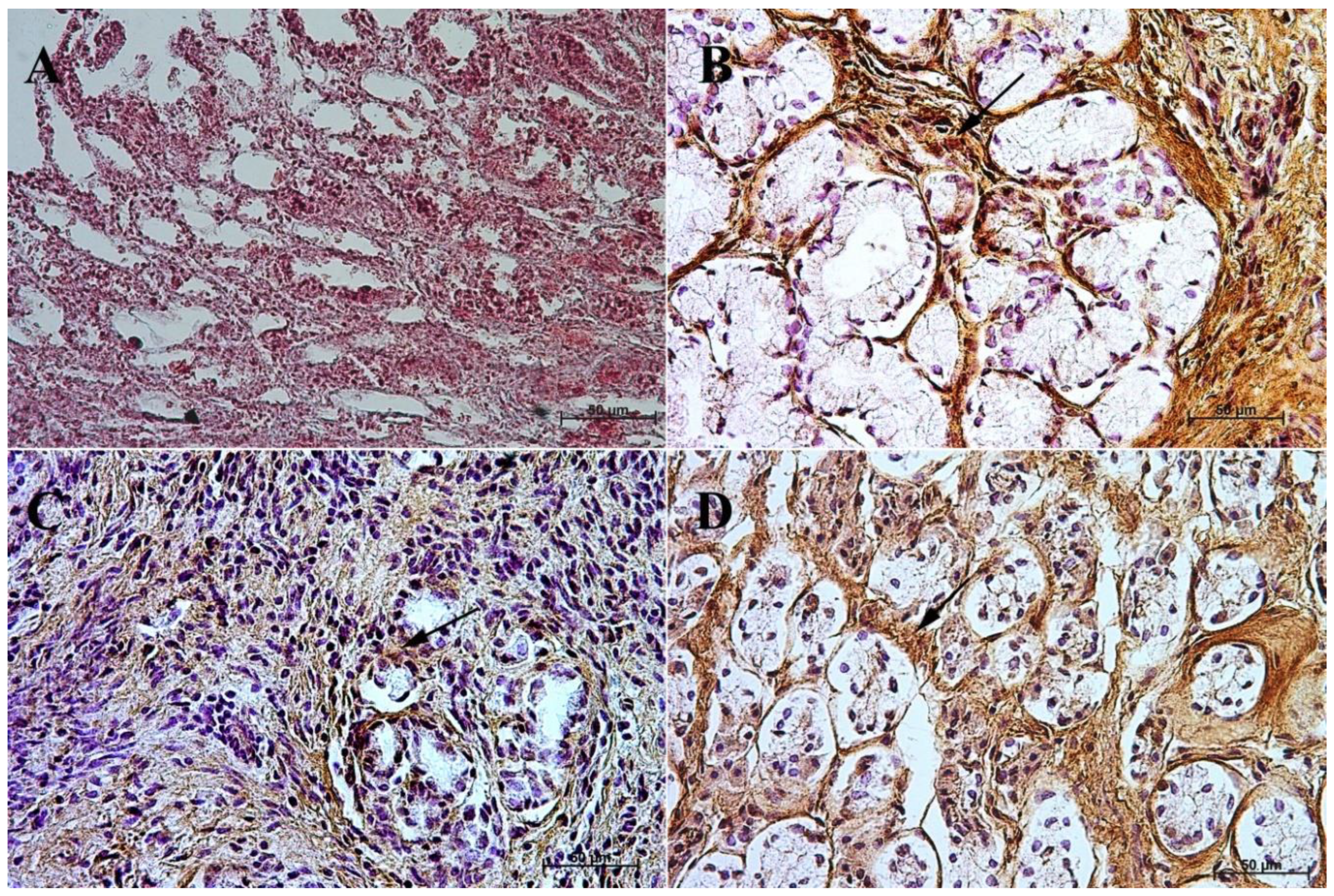 Animals 13 00161 g008