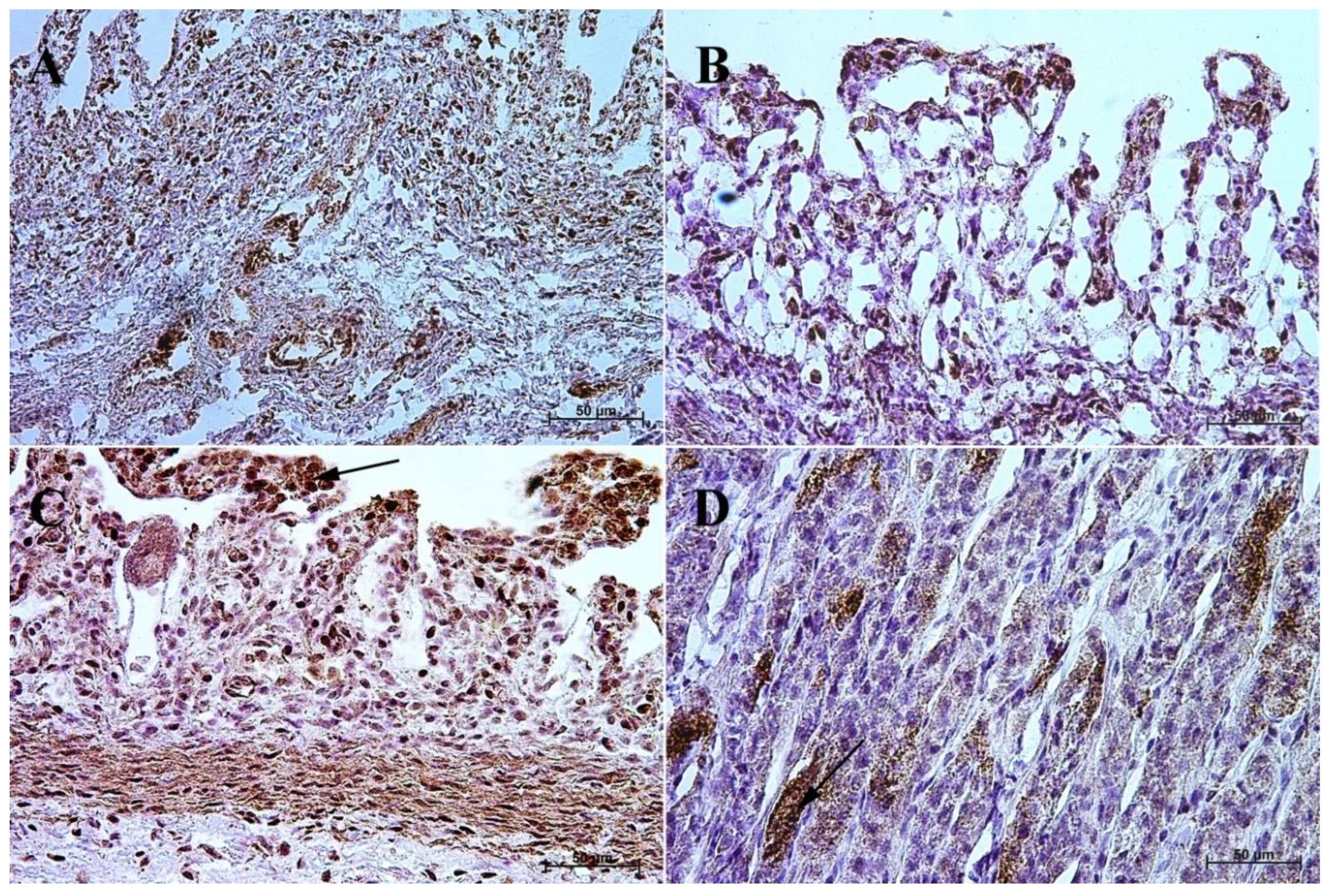 Animals 13 00161 g009