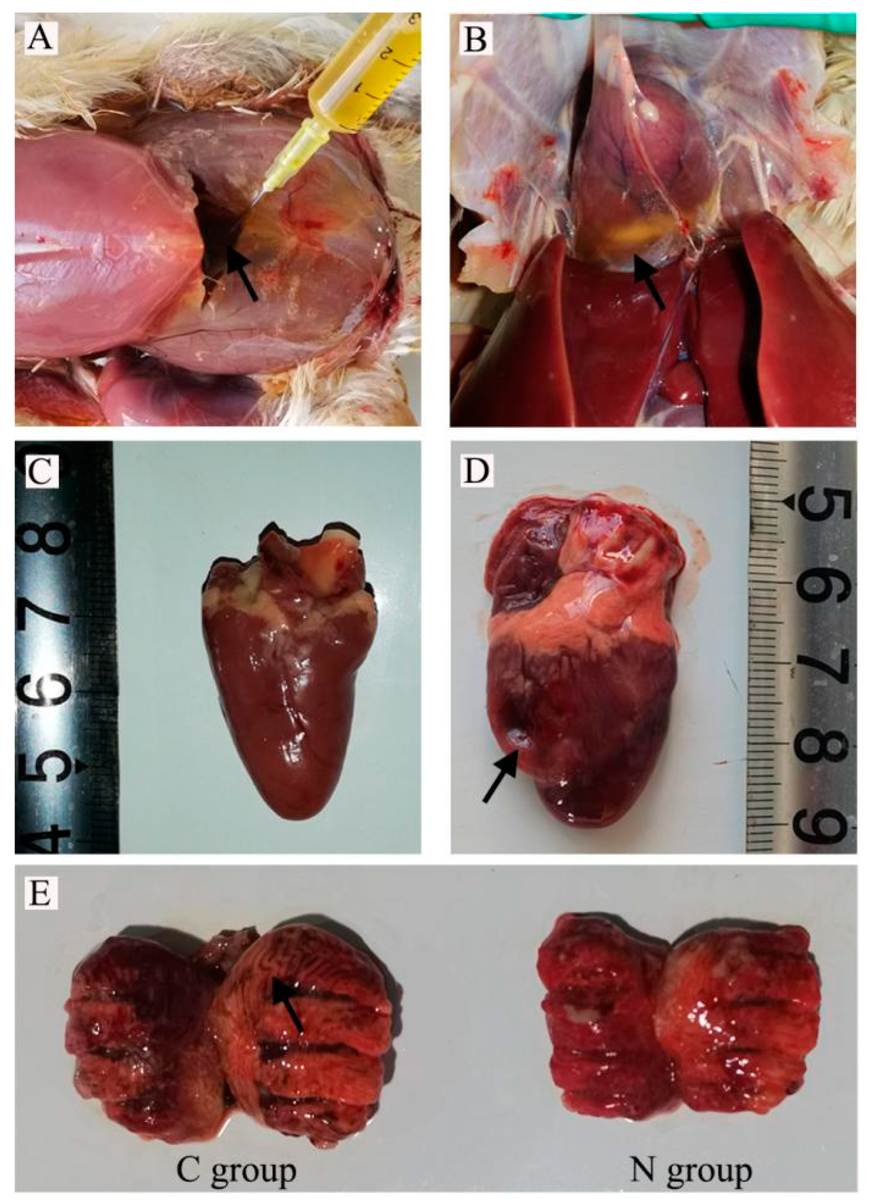 Animals 13 00175 g001