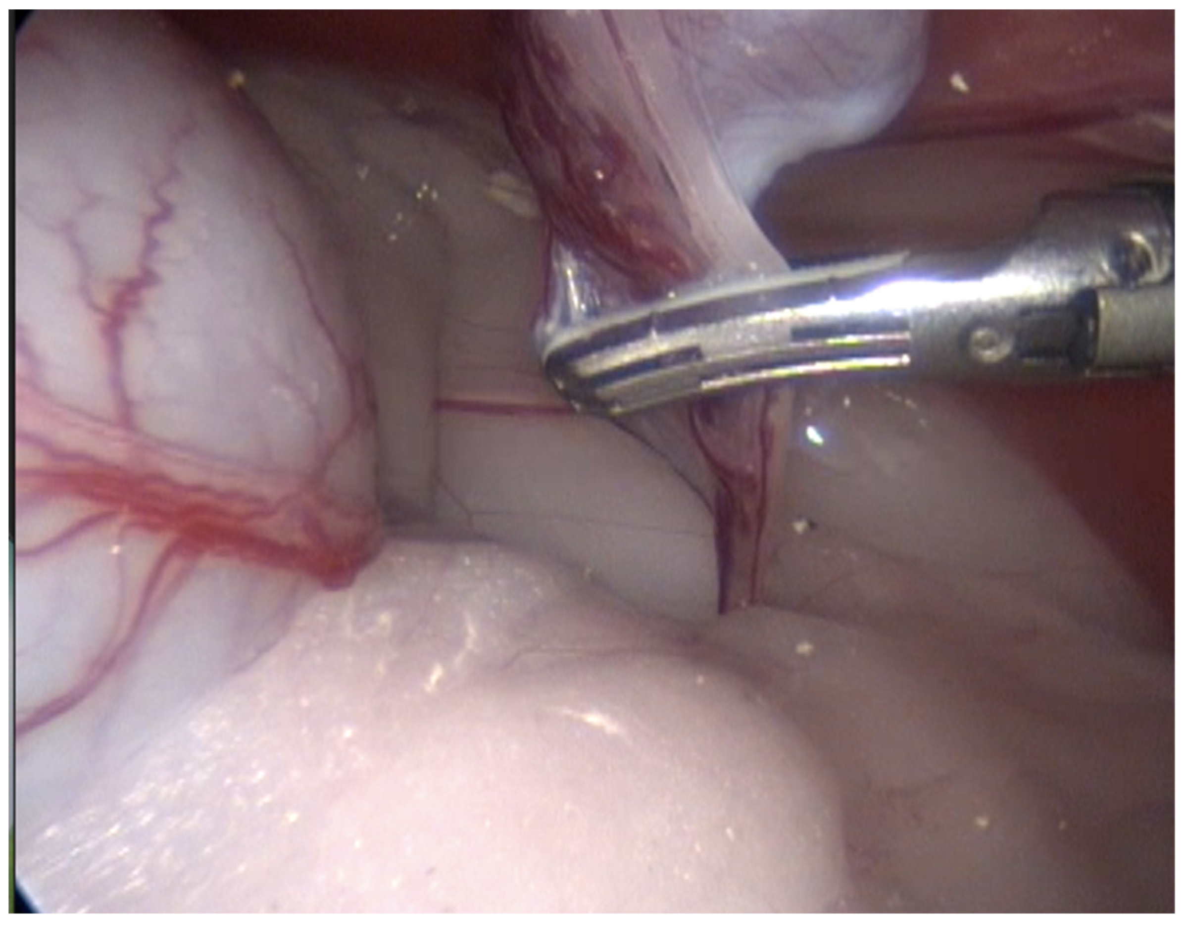 Animals 13 00181 g003