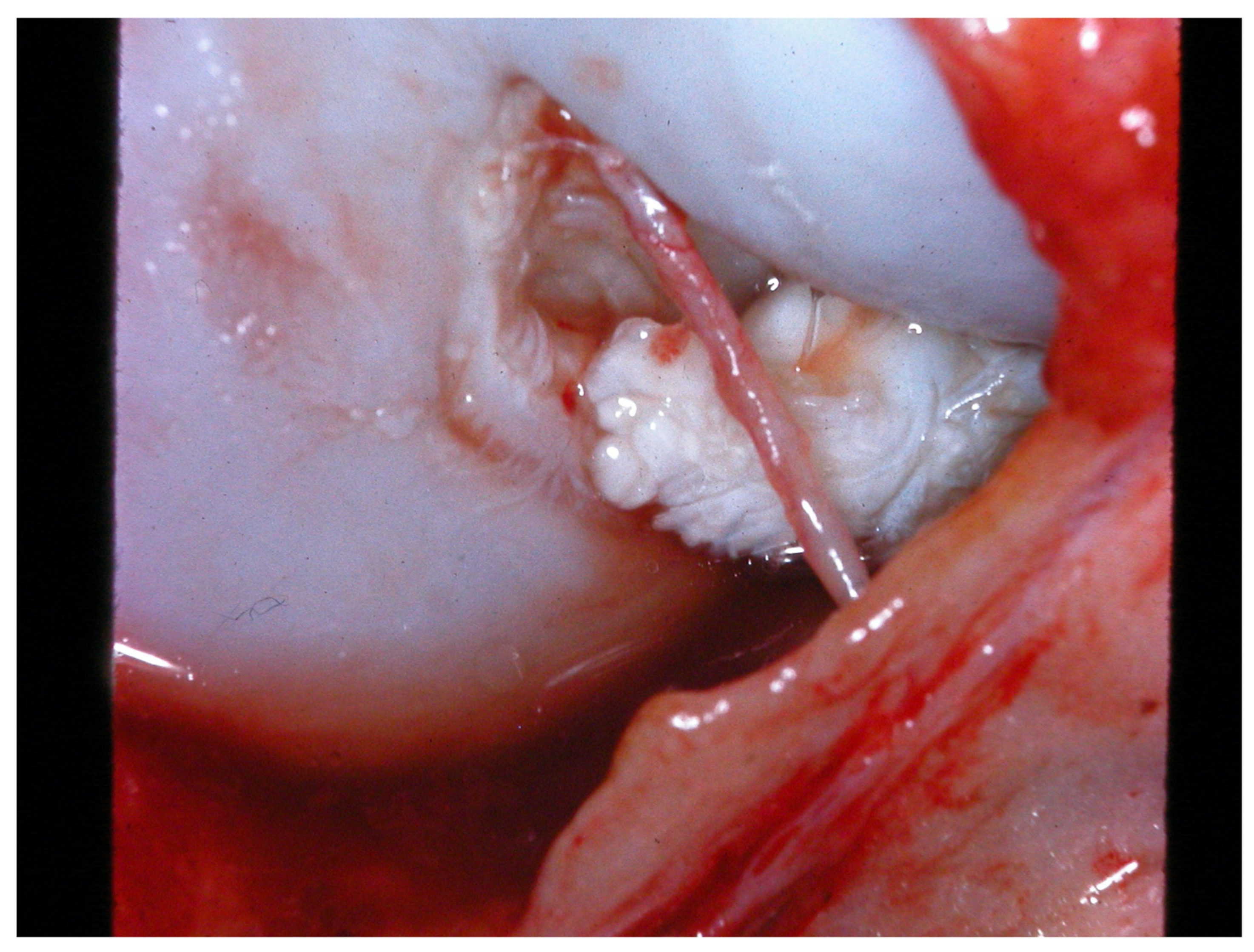 Animals 13 00187 g002