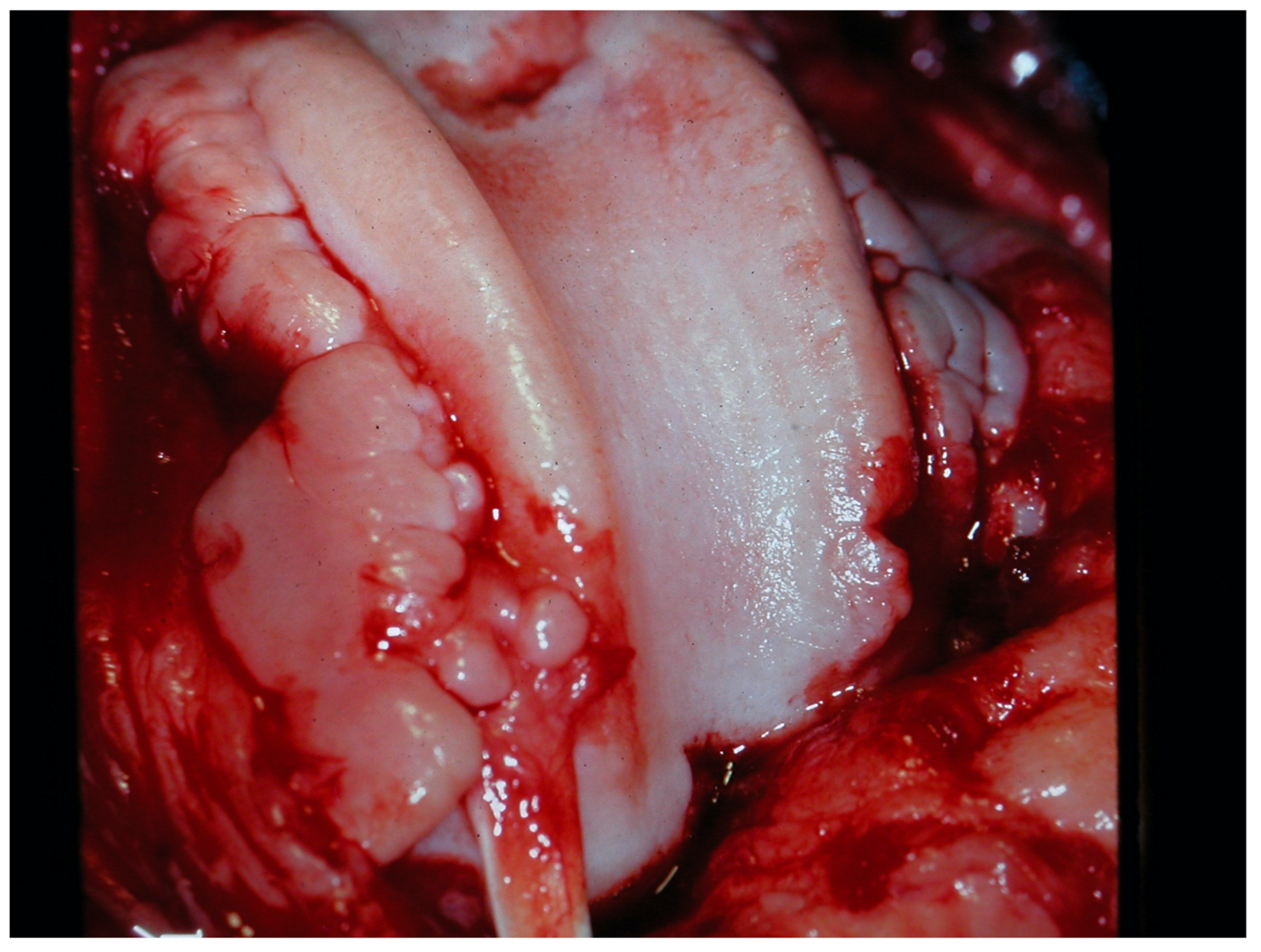 Animals 13 00187 g003