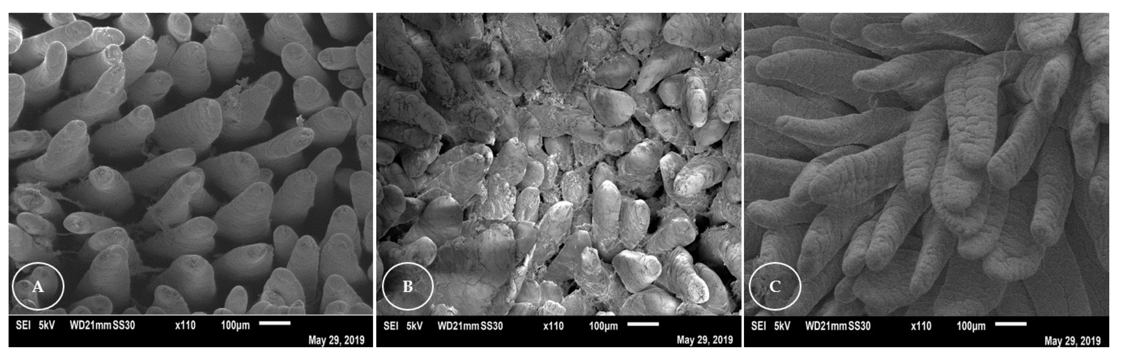 Animals 13 00192 g003 Animals 13 00192 g003