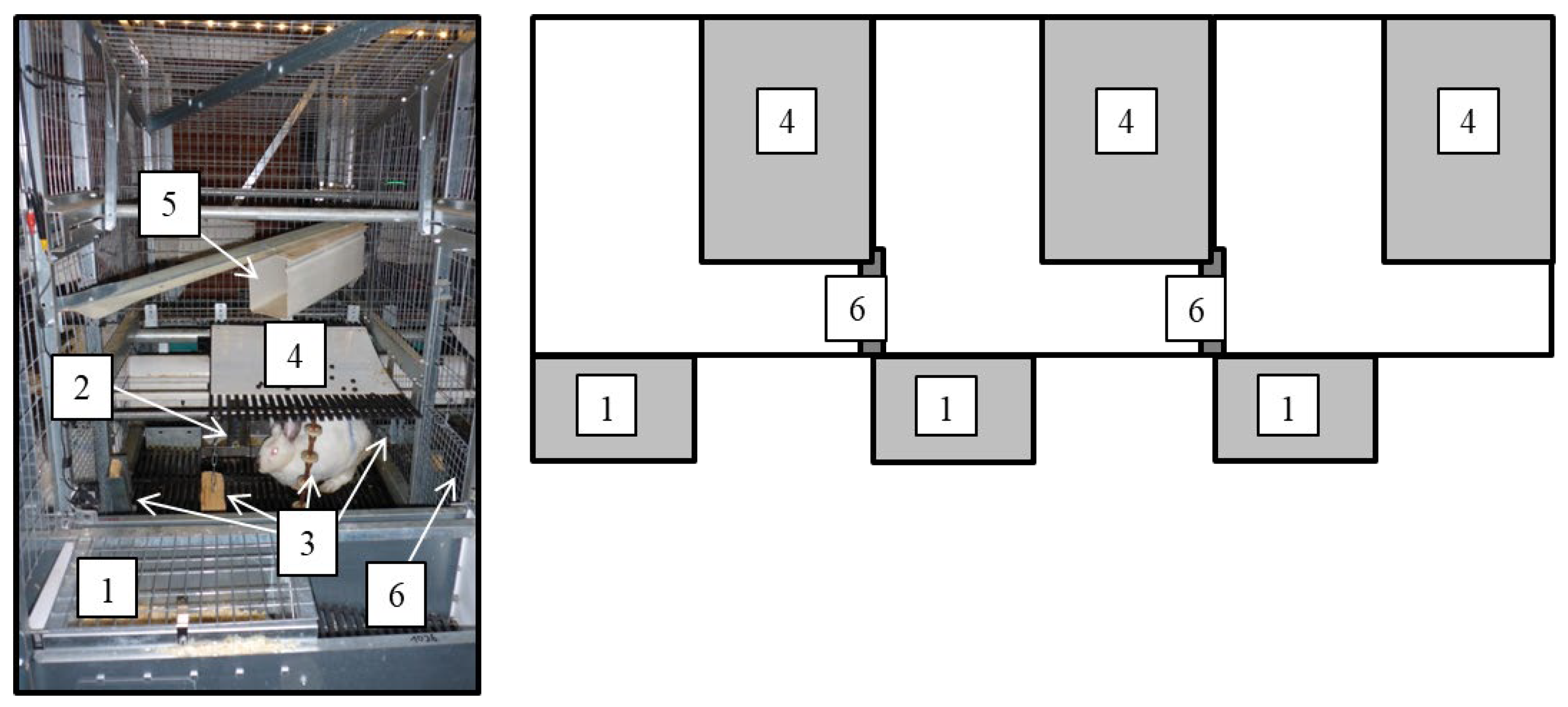 Animals 13 00196 g001