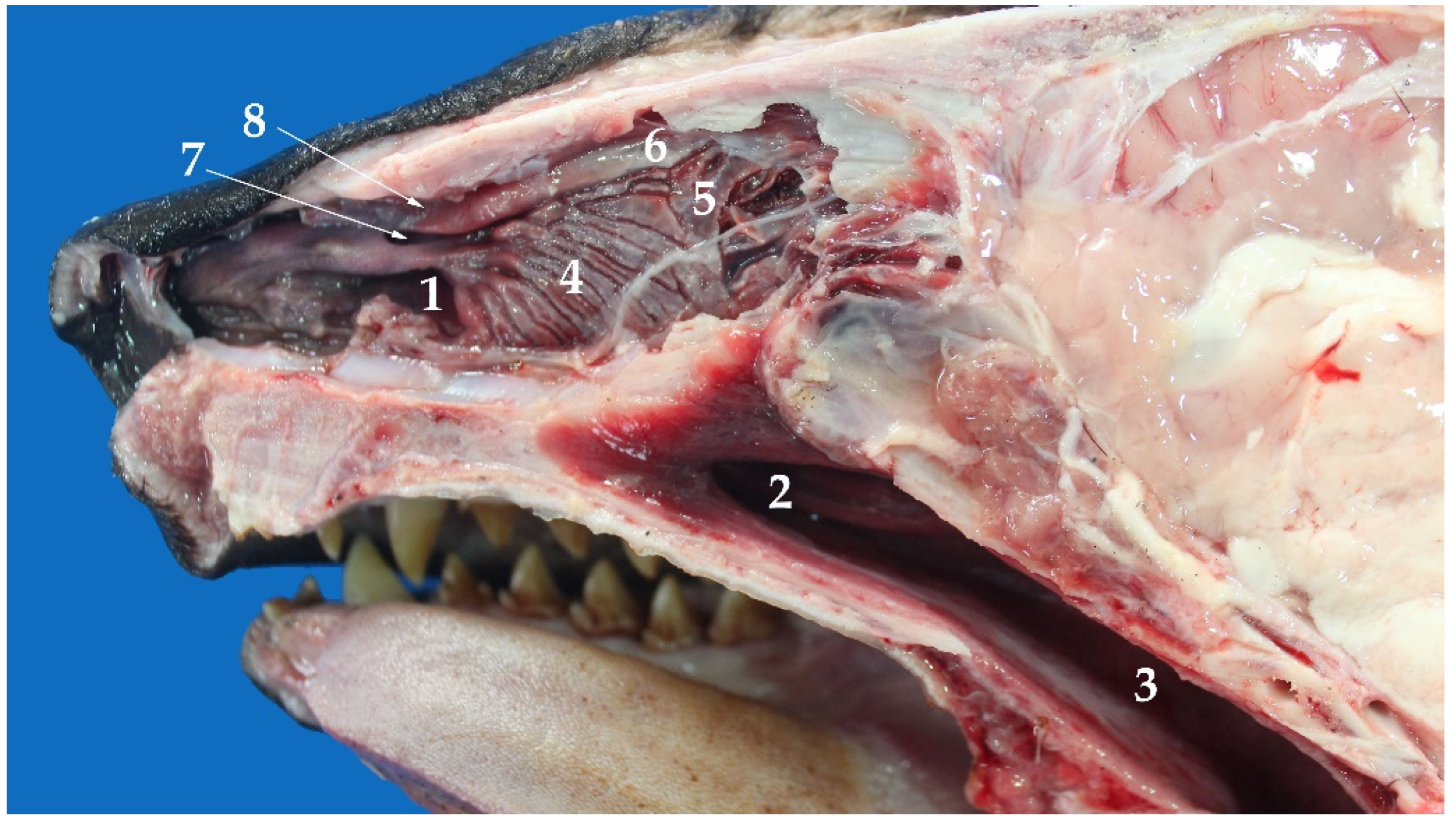 Animals 13 00199 g002