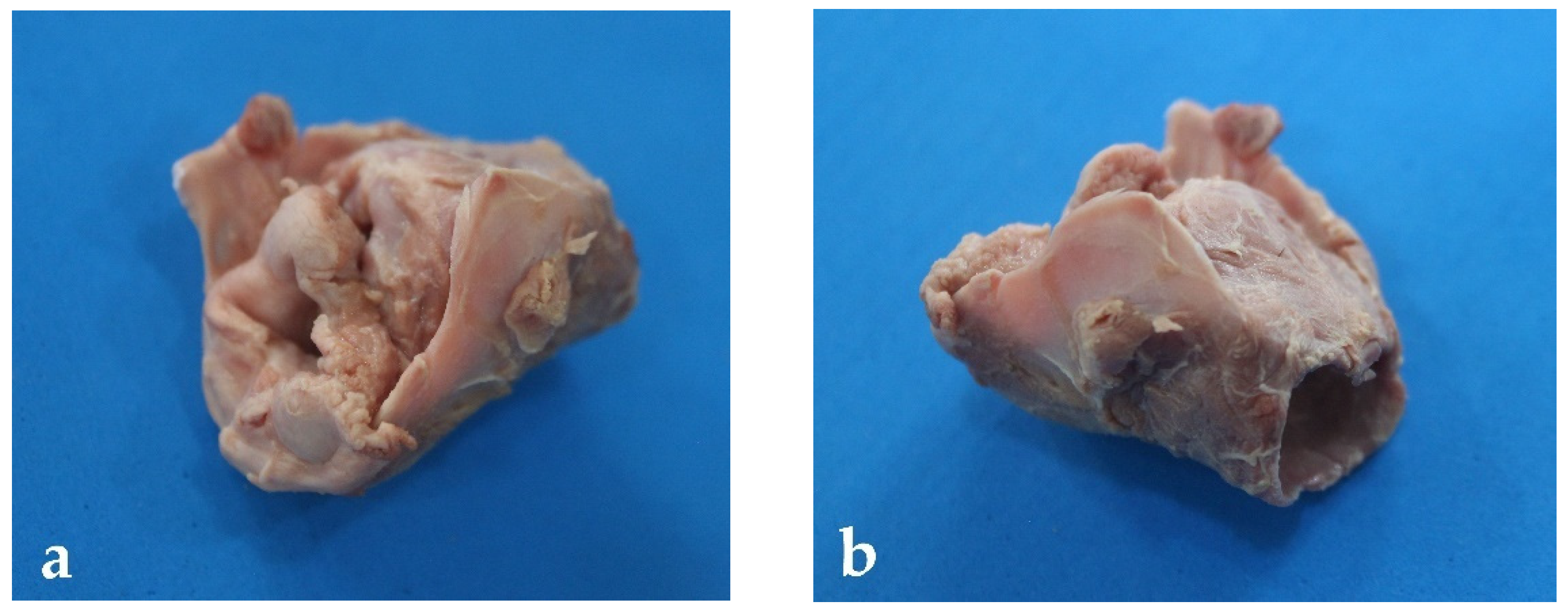 Animals 13 00199 g003