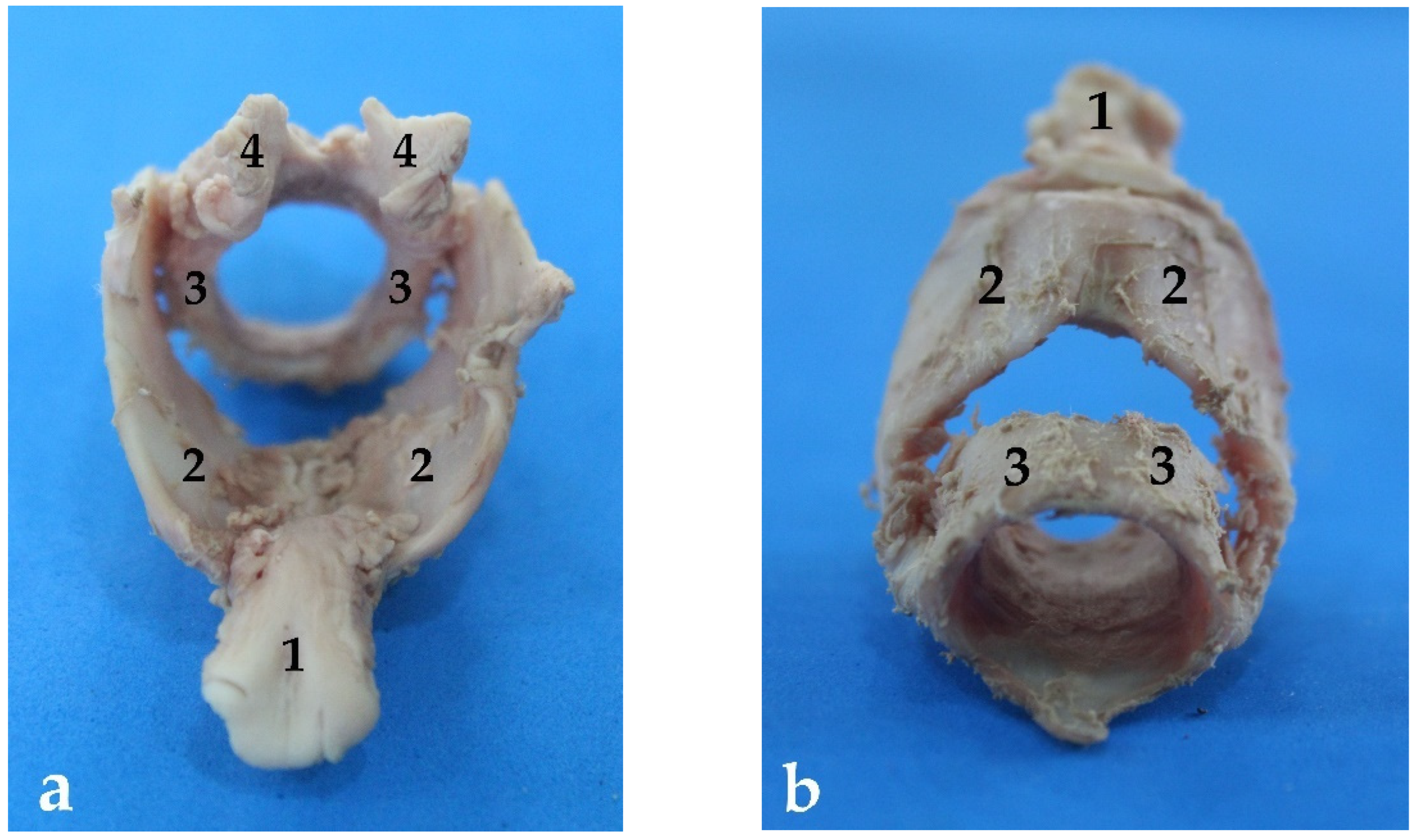 Animals 13 00199 g004