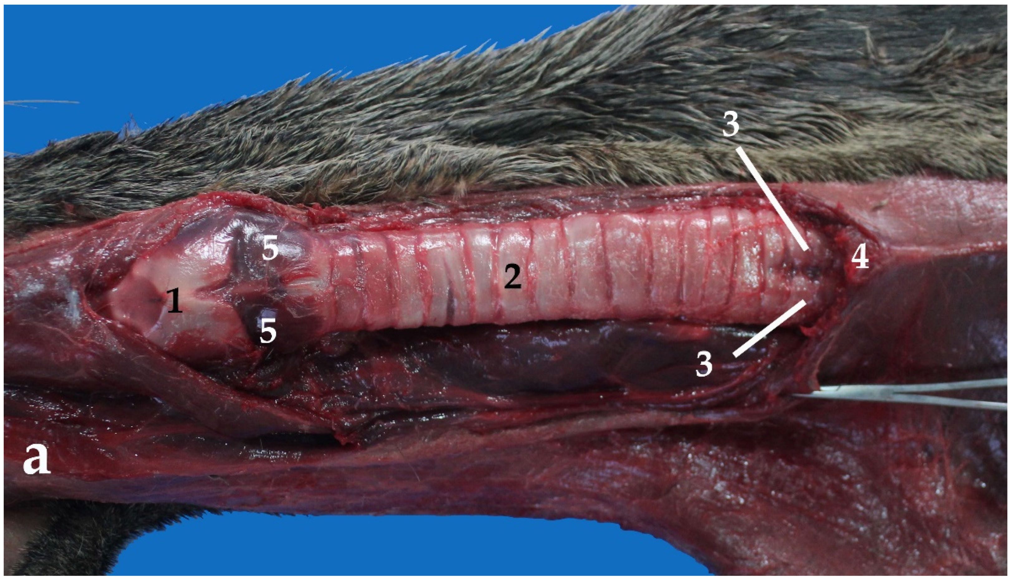 Animals 13 00199 g005a