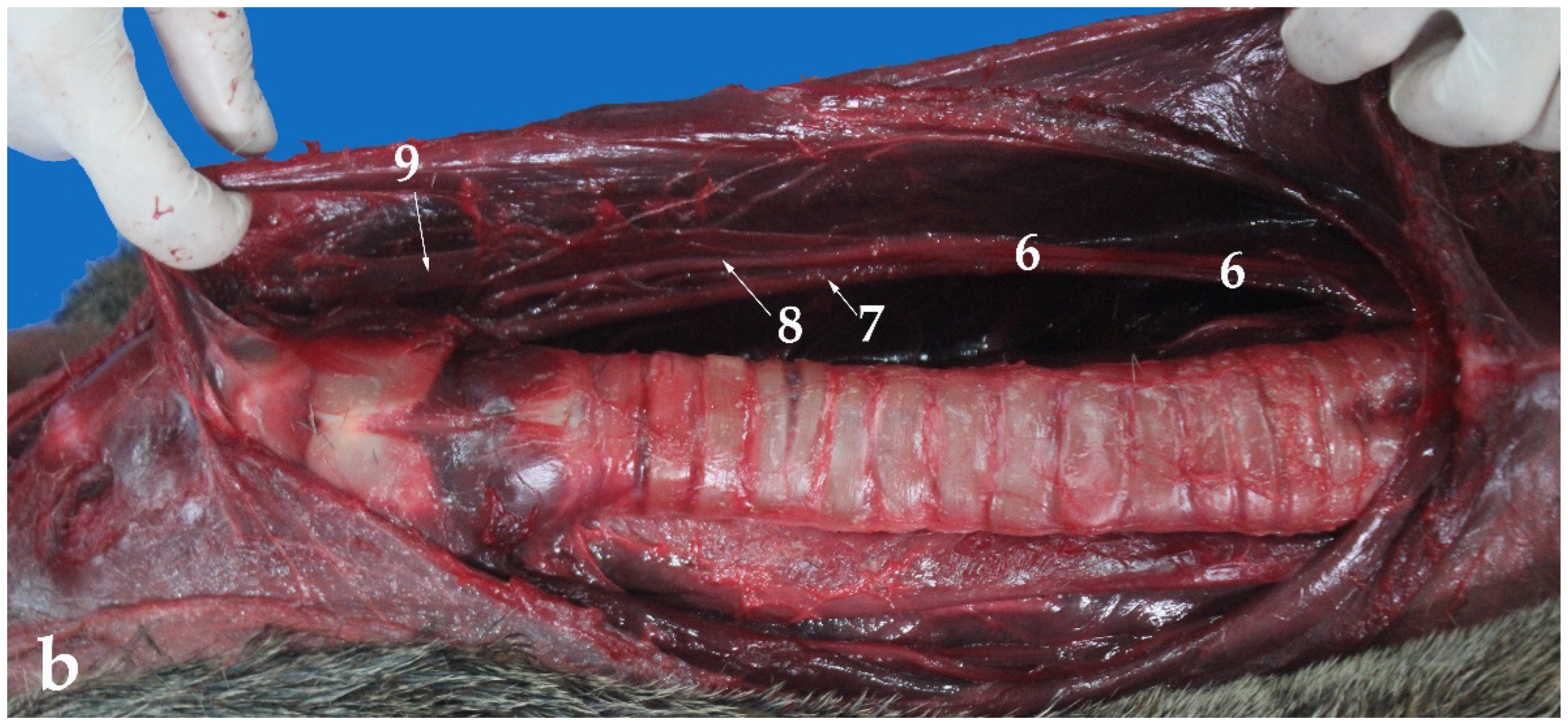 Animals 13 00199 g005b