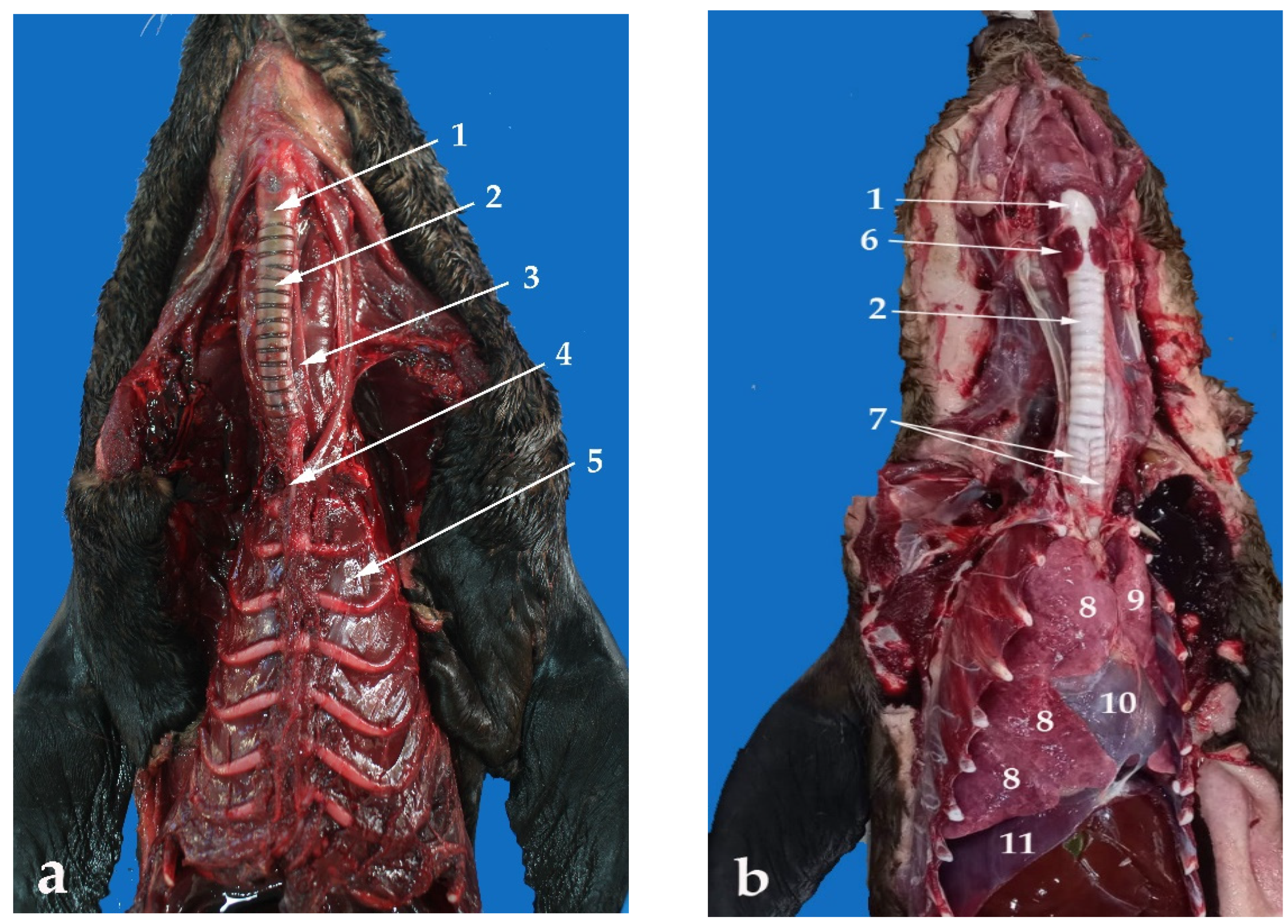 Animals 13 00199 g006