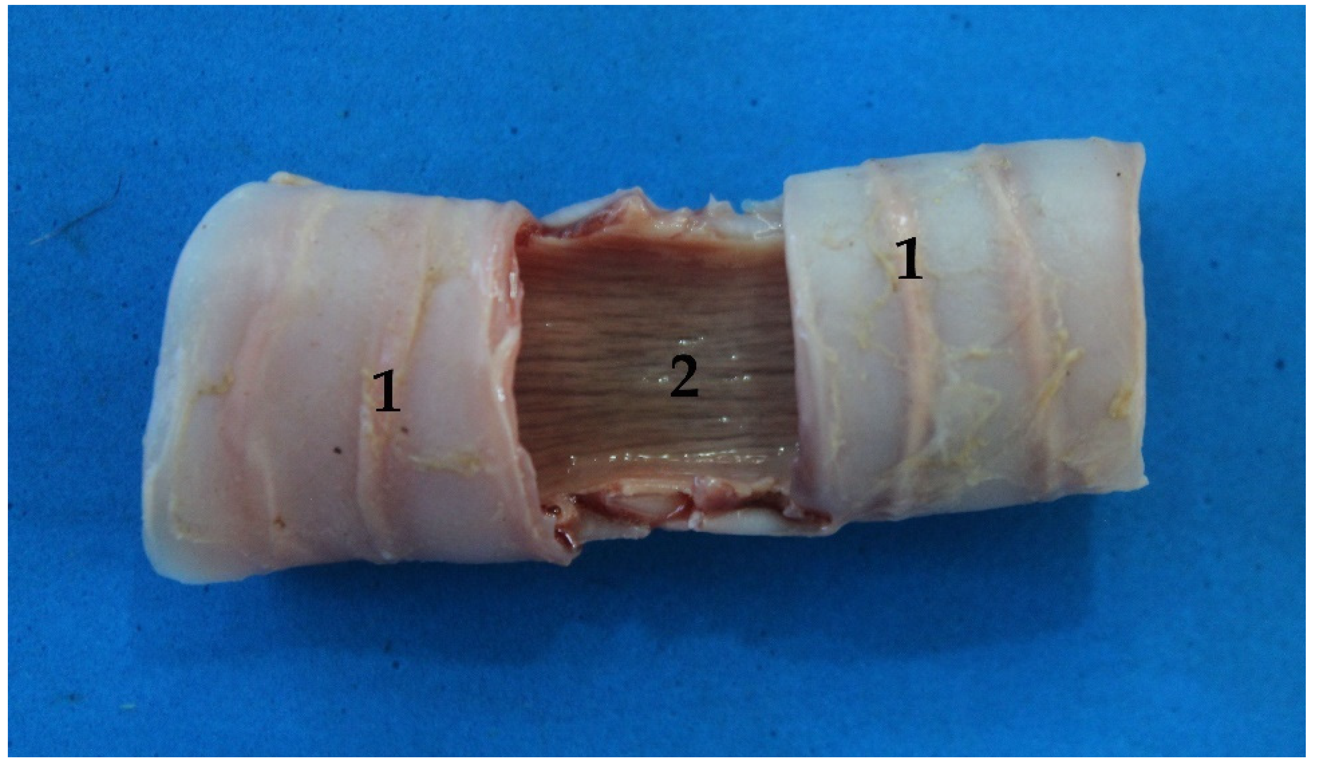 Animals 13 00199 g007