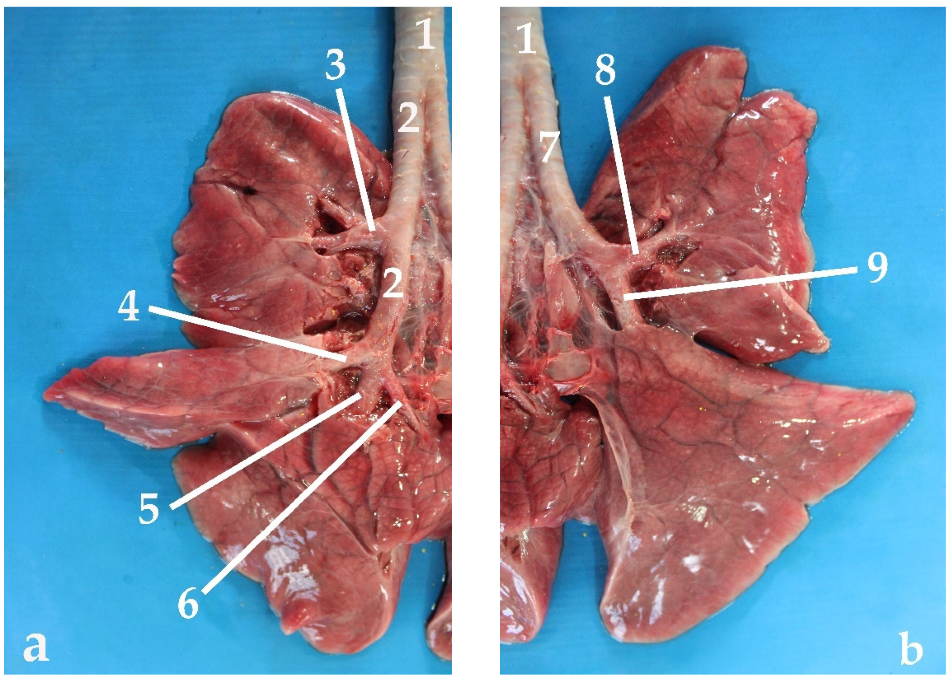 Animals 13 00199 g009