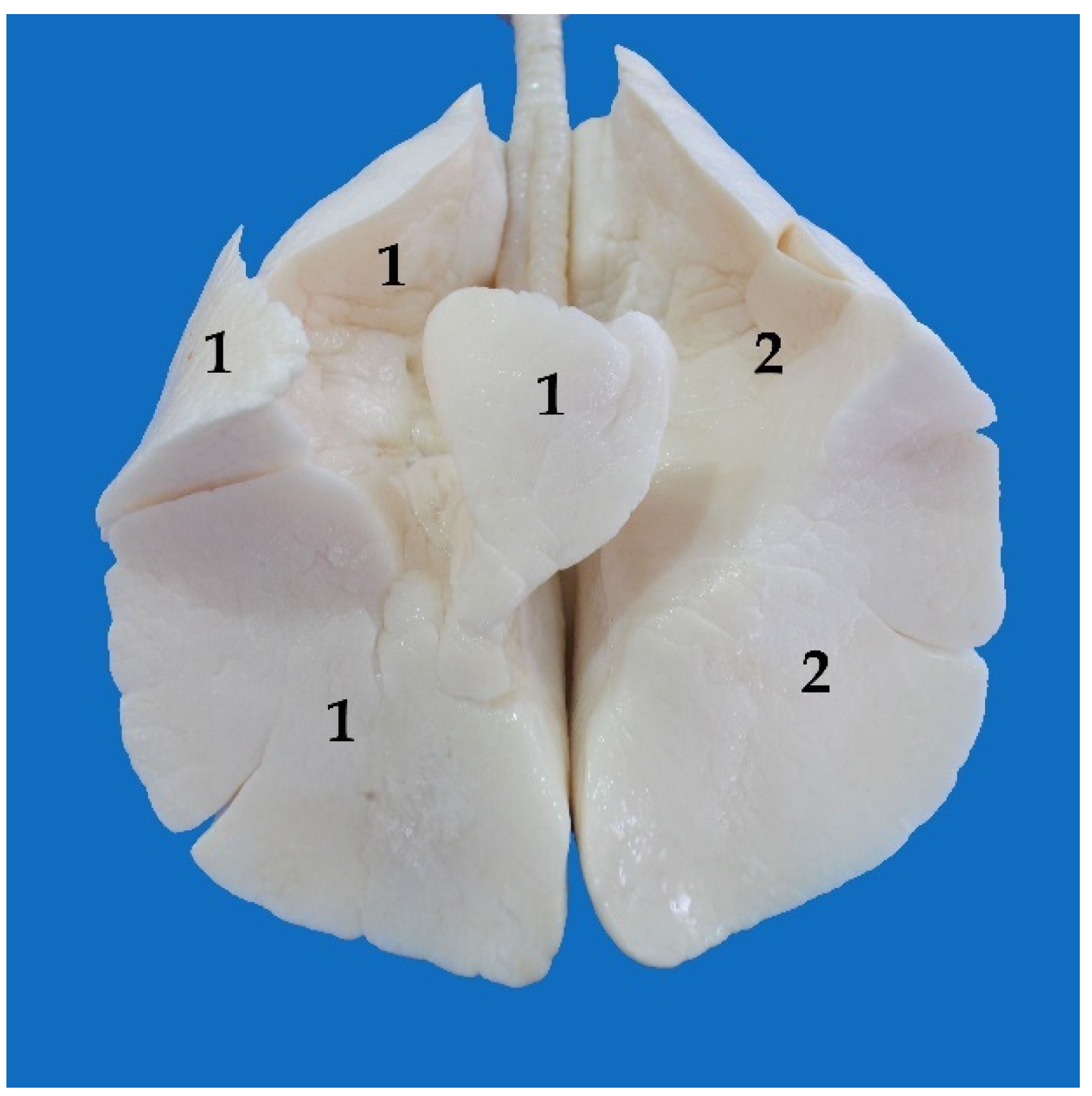 Animals 13 00199 g010