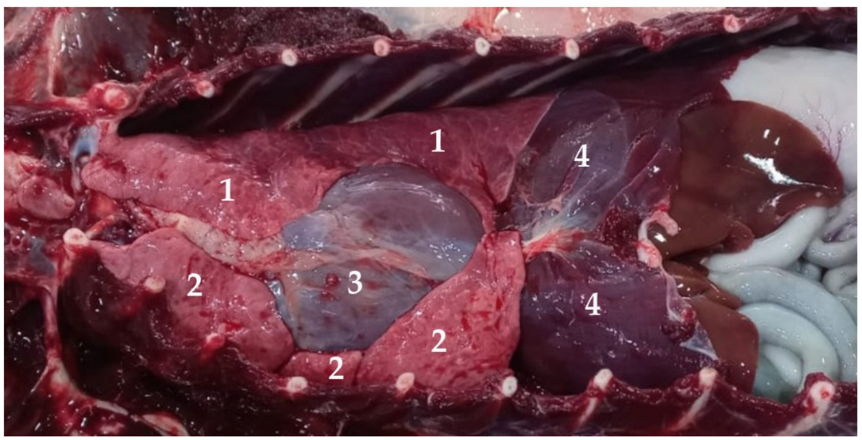 Animals 13 00199 g011