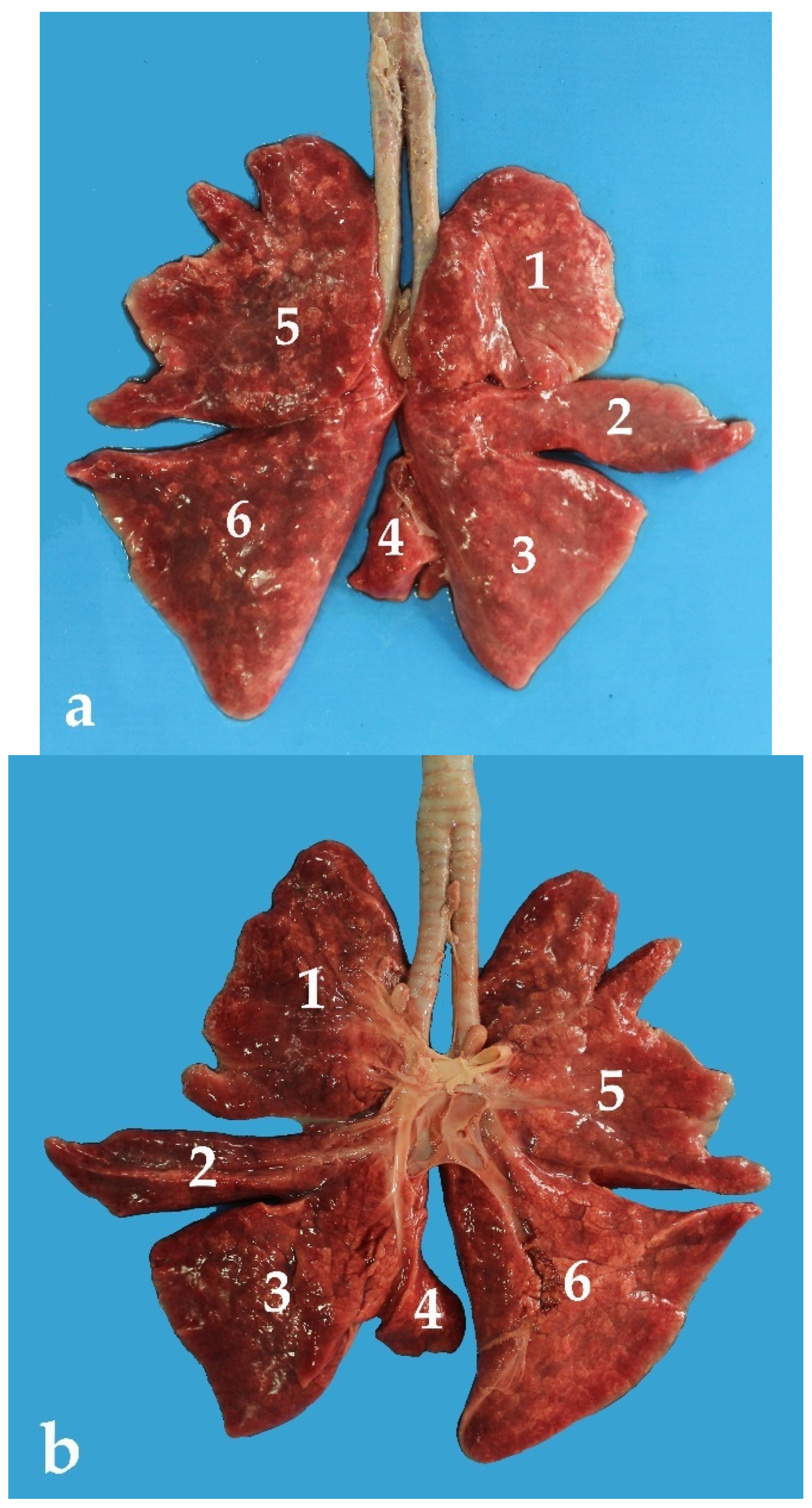 Animals 13 00199 g012