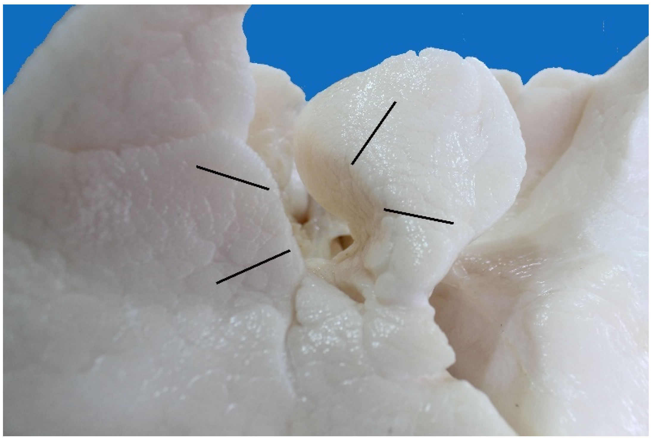 Animals 13 00199 g013