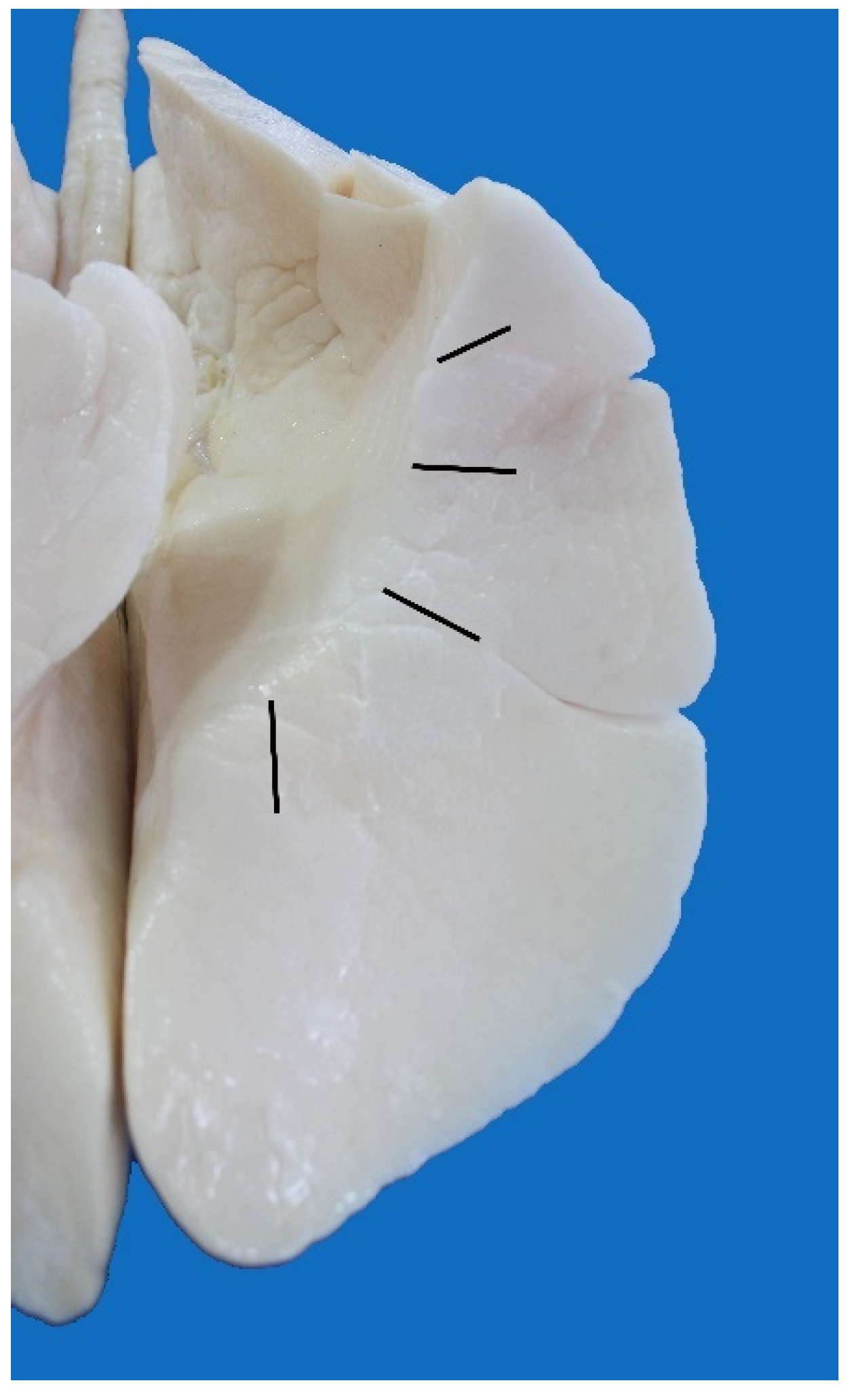 Animals 13 00199 g014