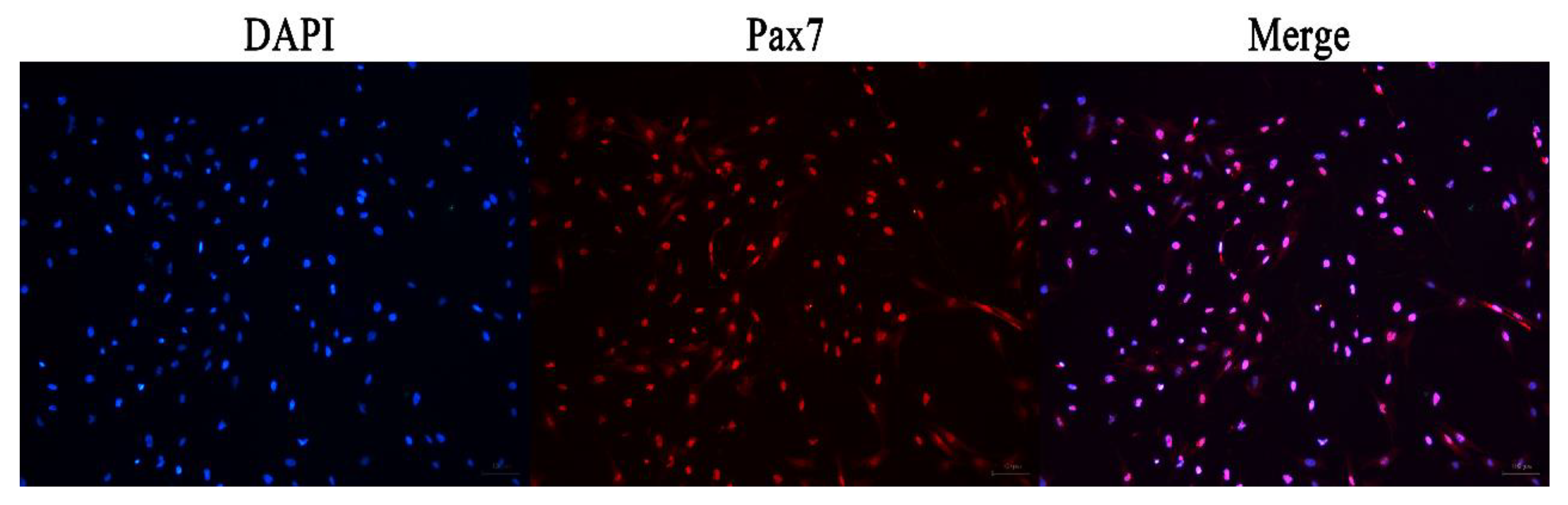 Animals 13 00208 g002