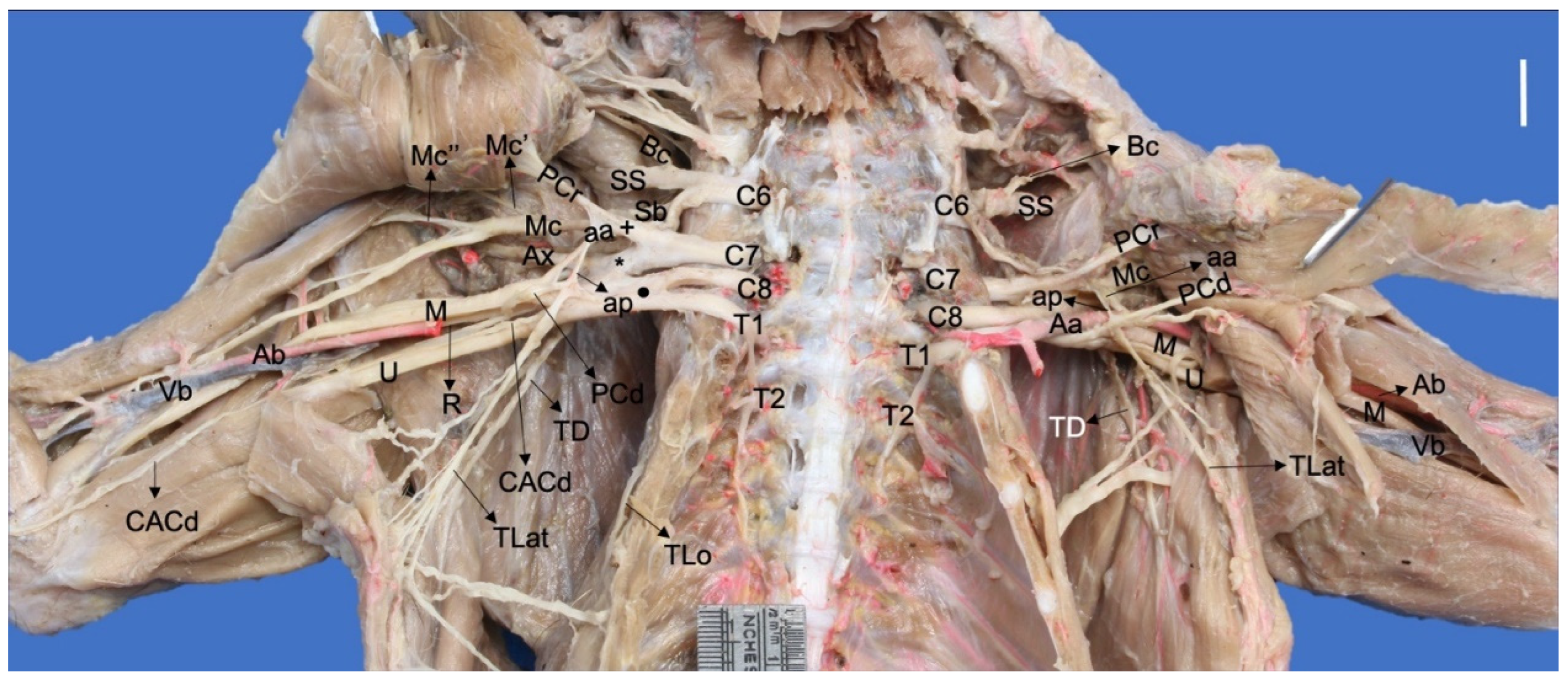 Animals 13 00210 g001 Animals 13 00210 g001