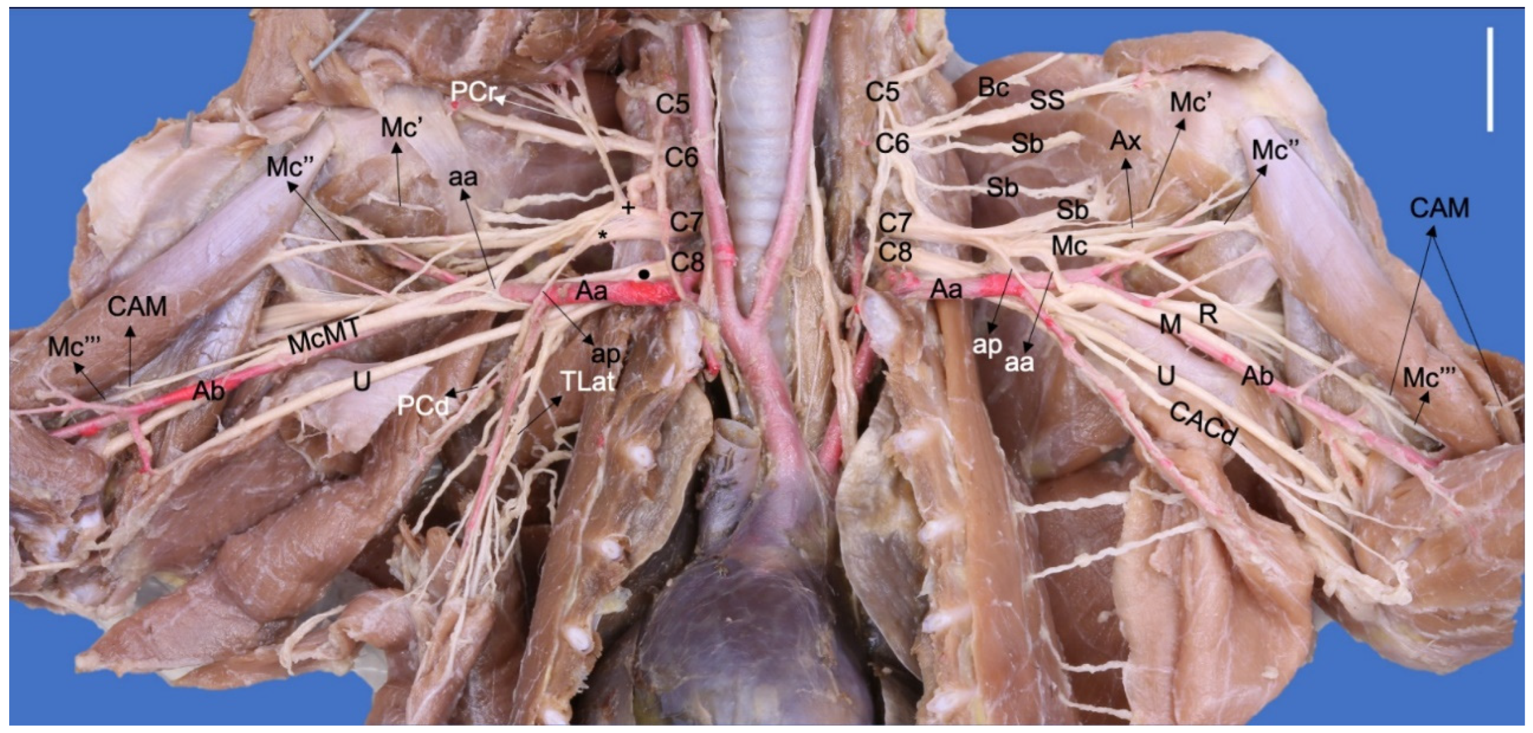 Animals 13 00210 g002 Animals 13 00210 g002