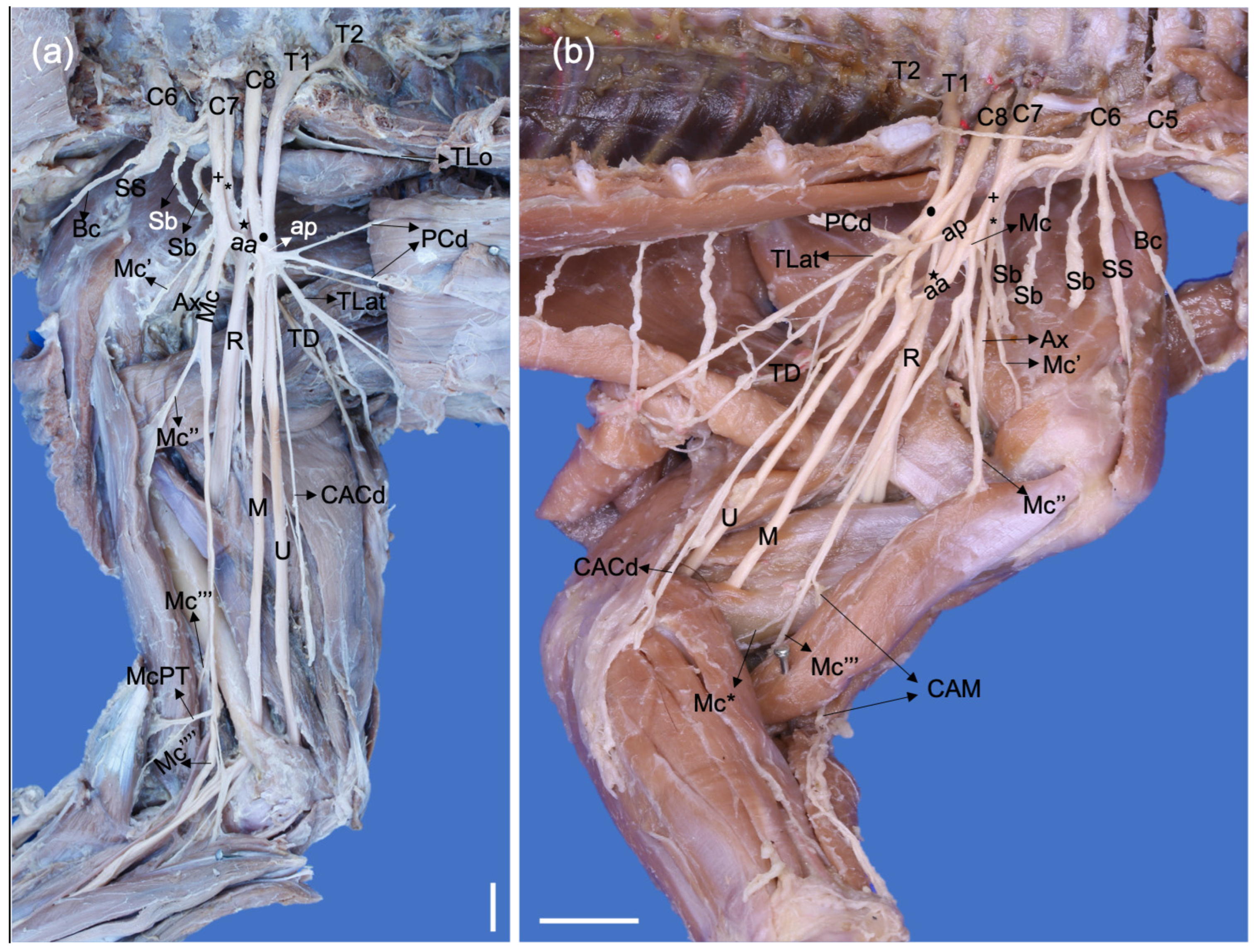 Animals 13 00210 g004 Animals 13 00210 g004