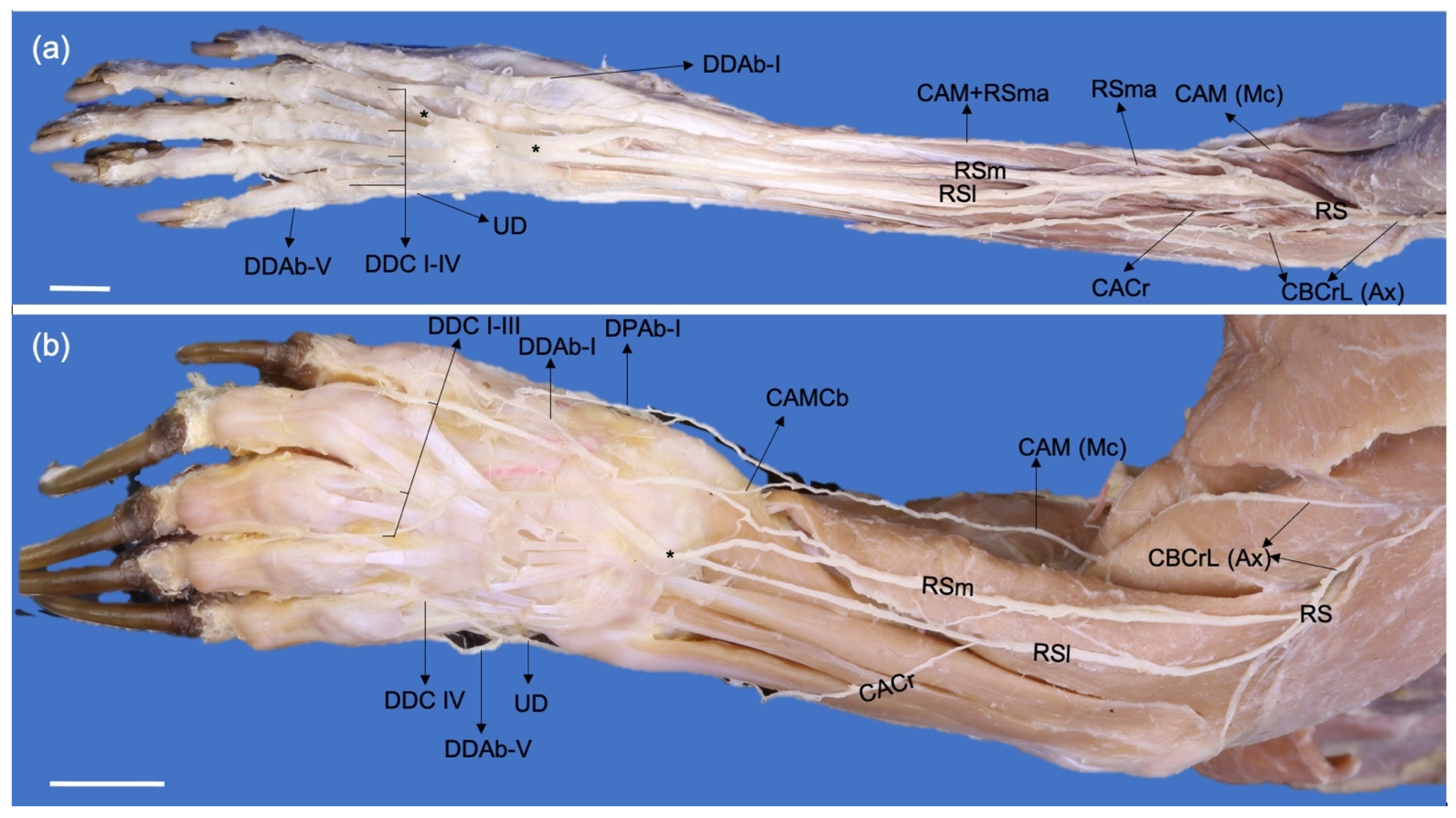 Animals 13 00210 g005 Animals 13 00210 g005