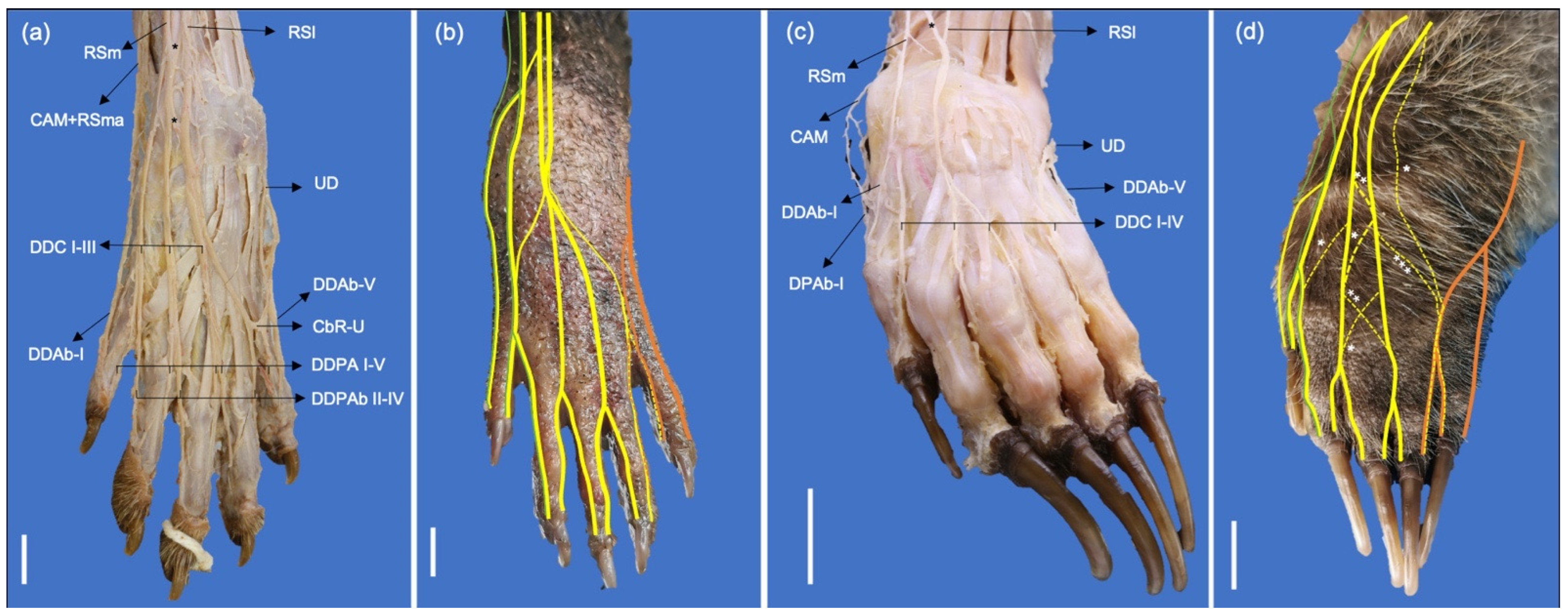 Animals 13 00210 g006 Animals 13 00210 g006