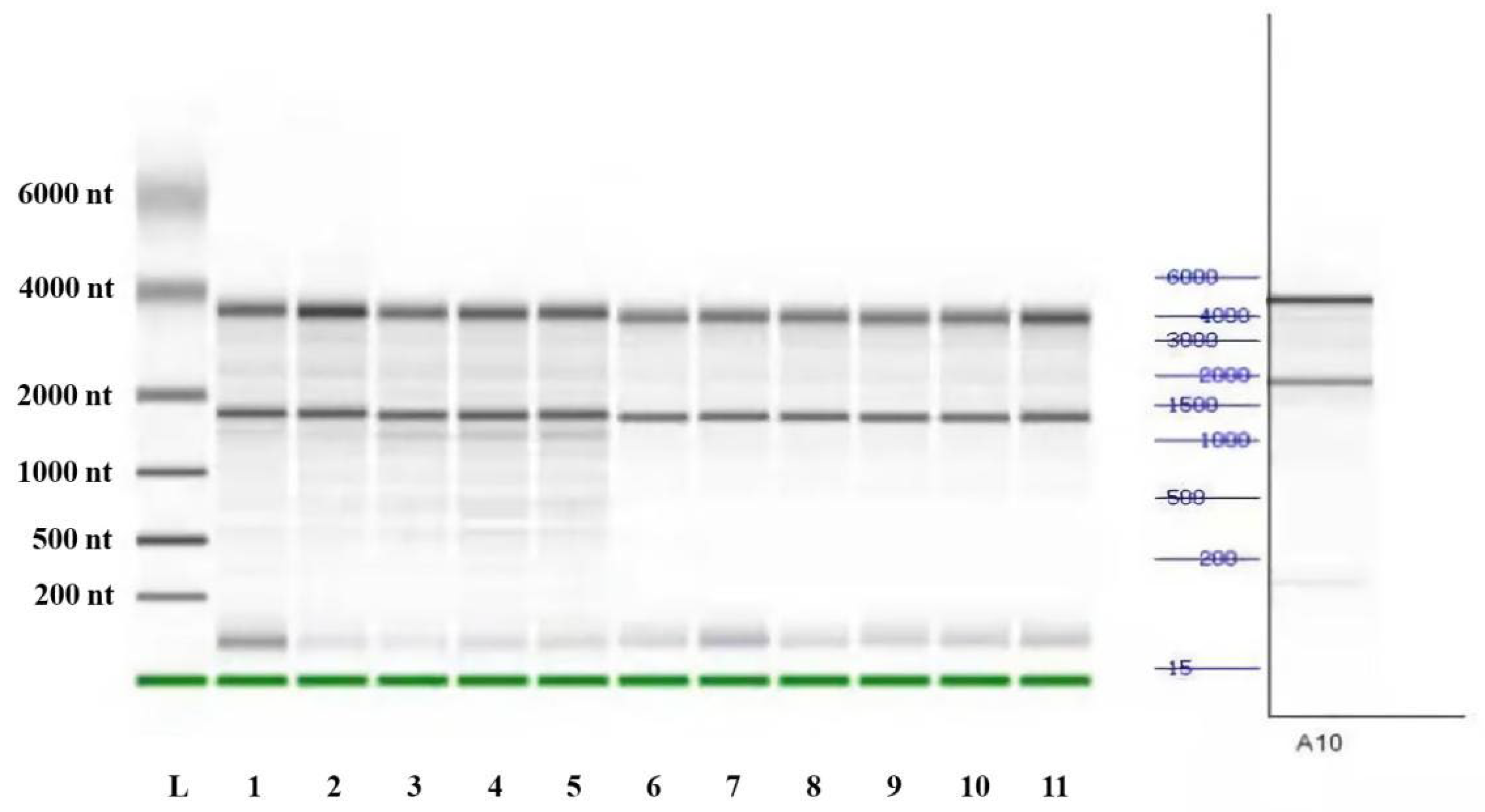 Animals 13 00217 g001 Animals 13 00217 g001