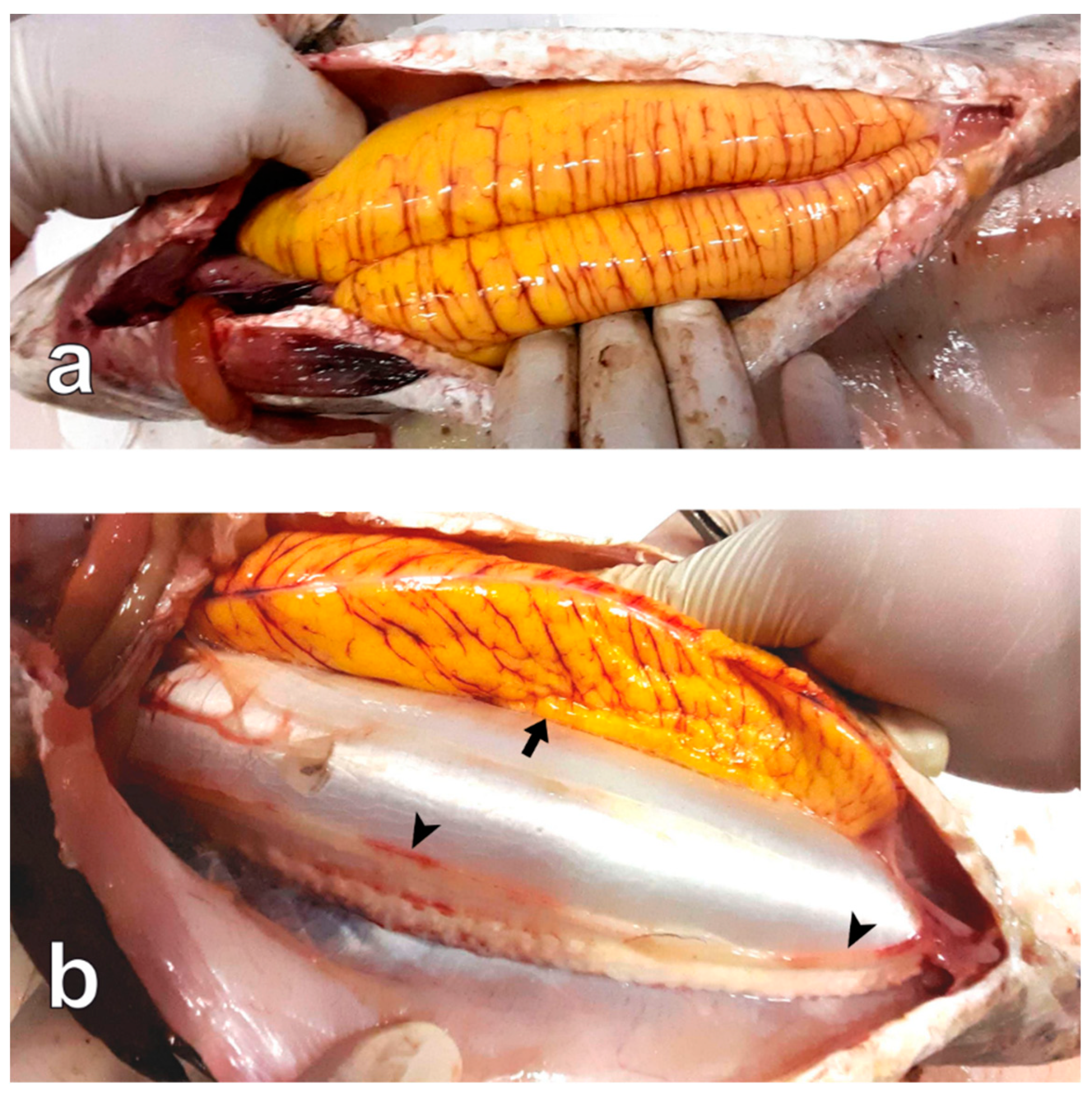 Animals 13 00223 g003